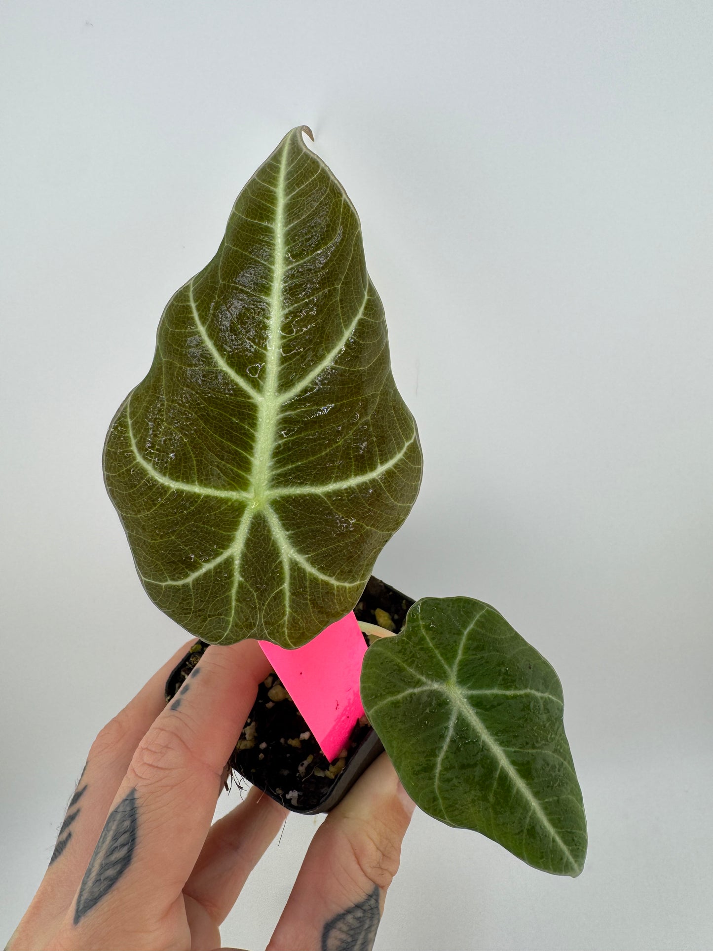 Alocasia Black Velvet