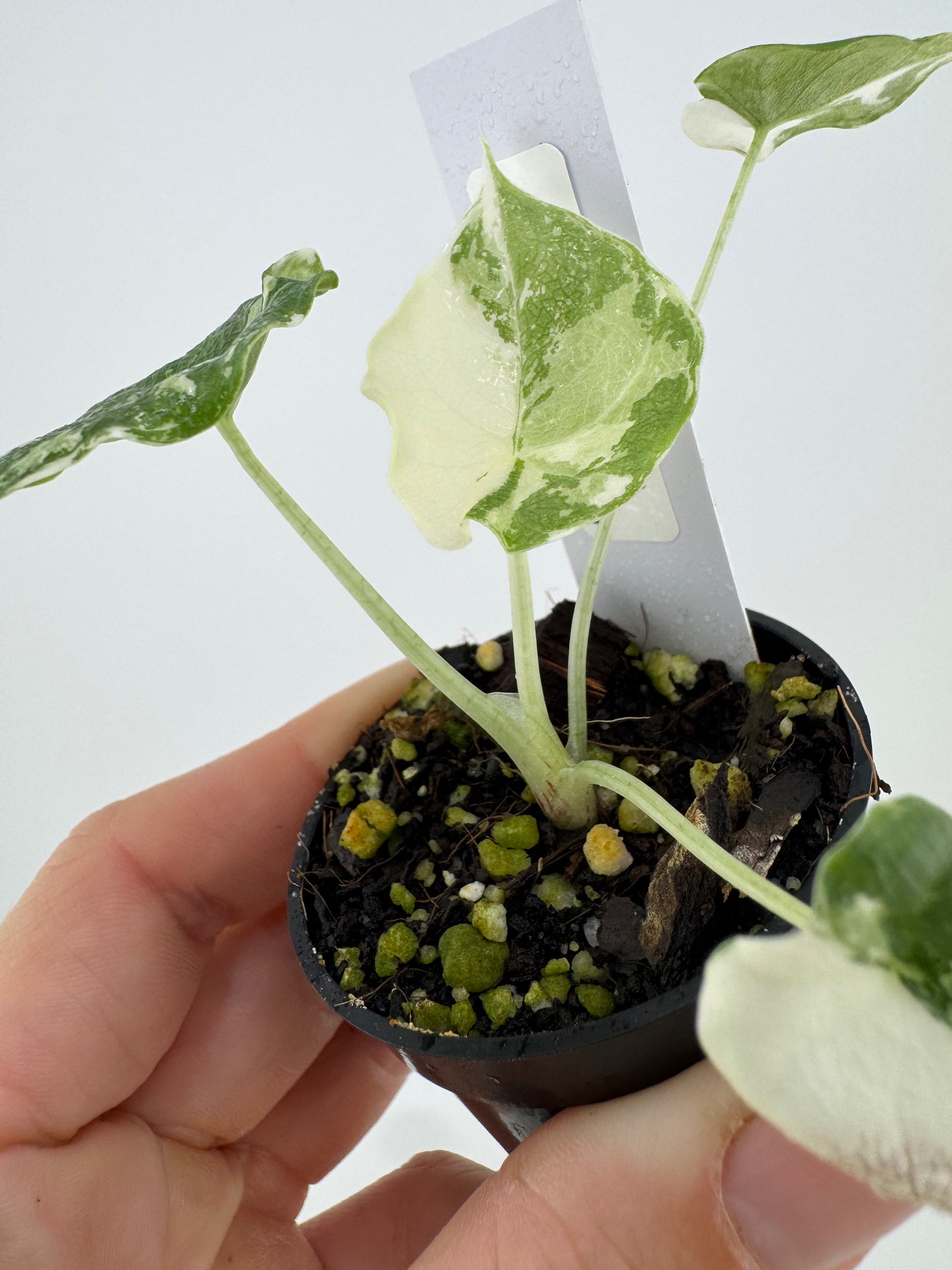Alocasia Melo Variegated ‘Albo’ #A