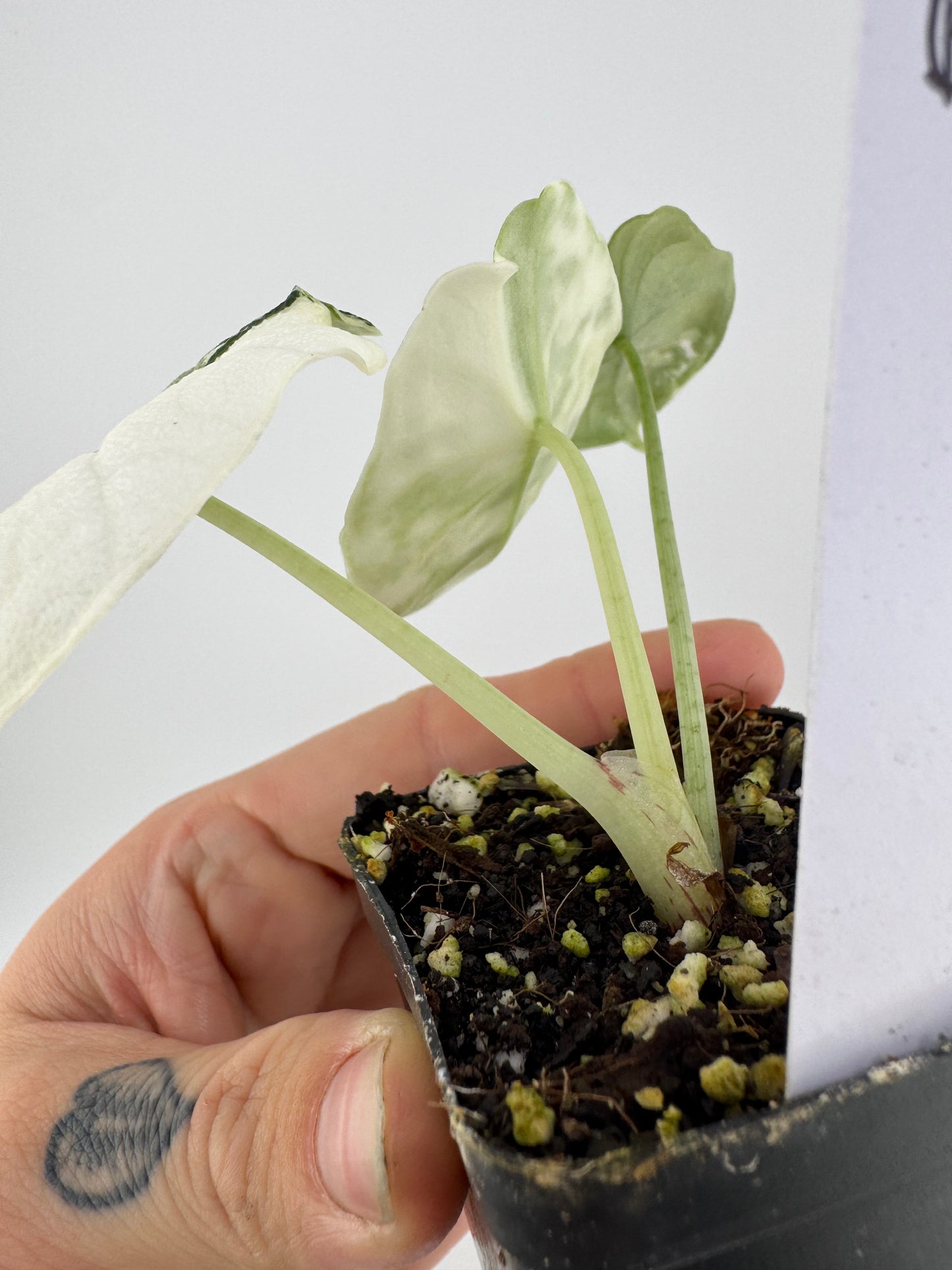 Alocasia Melo Variegated ‘Albo’ #B