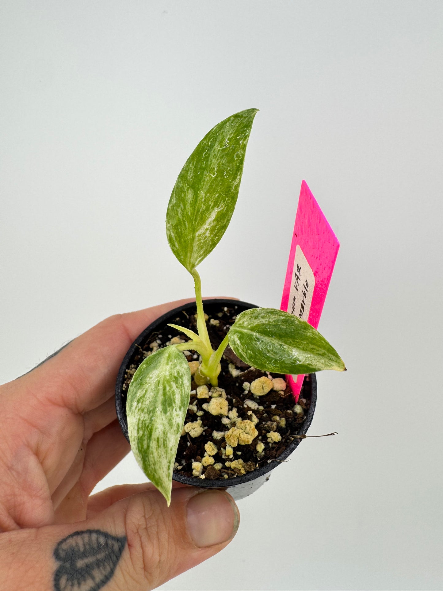 Epipremnum Gigantum Marble Variegated