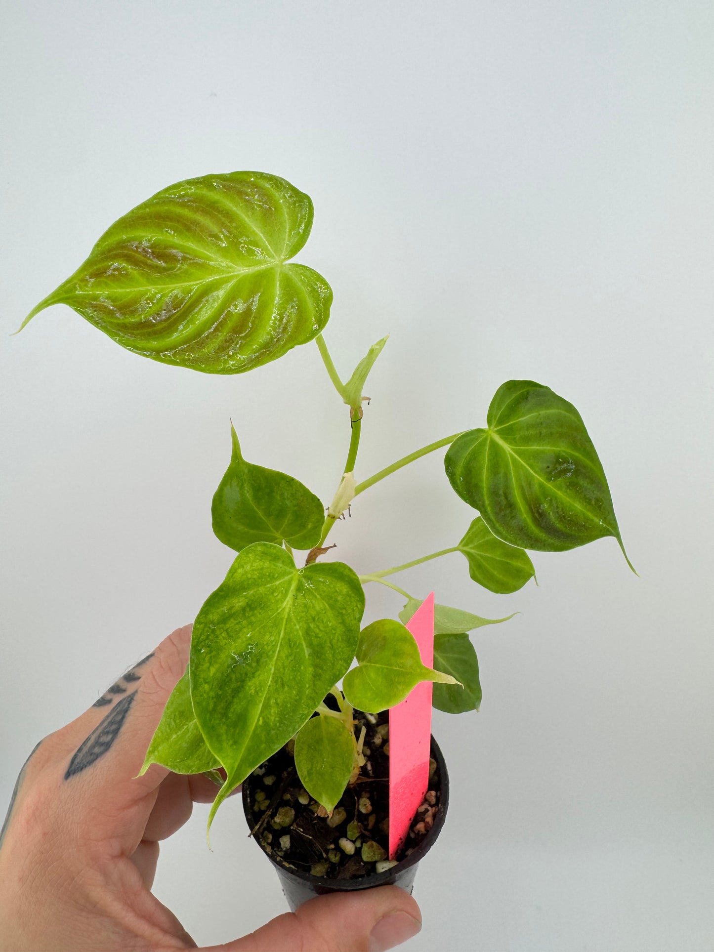Philodendron Verrucosum