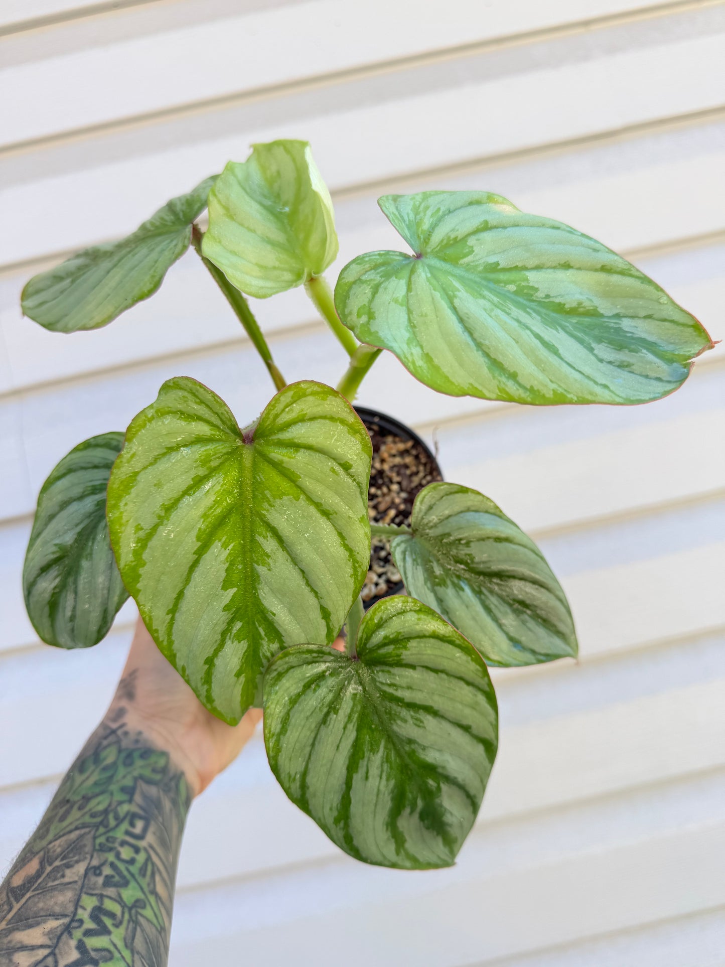 Philodendron Mamei Silver Cloud