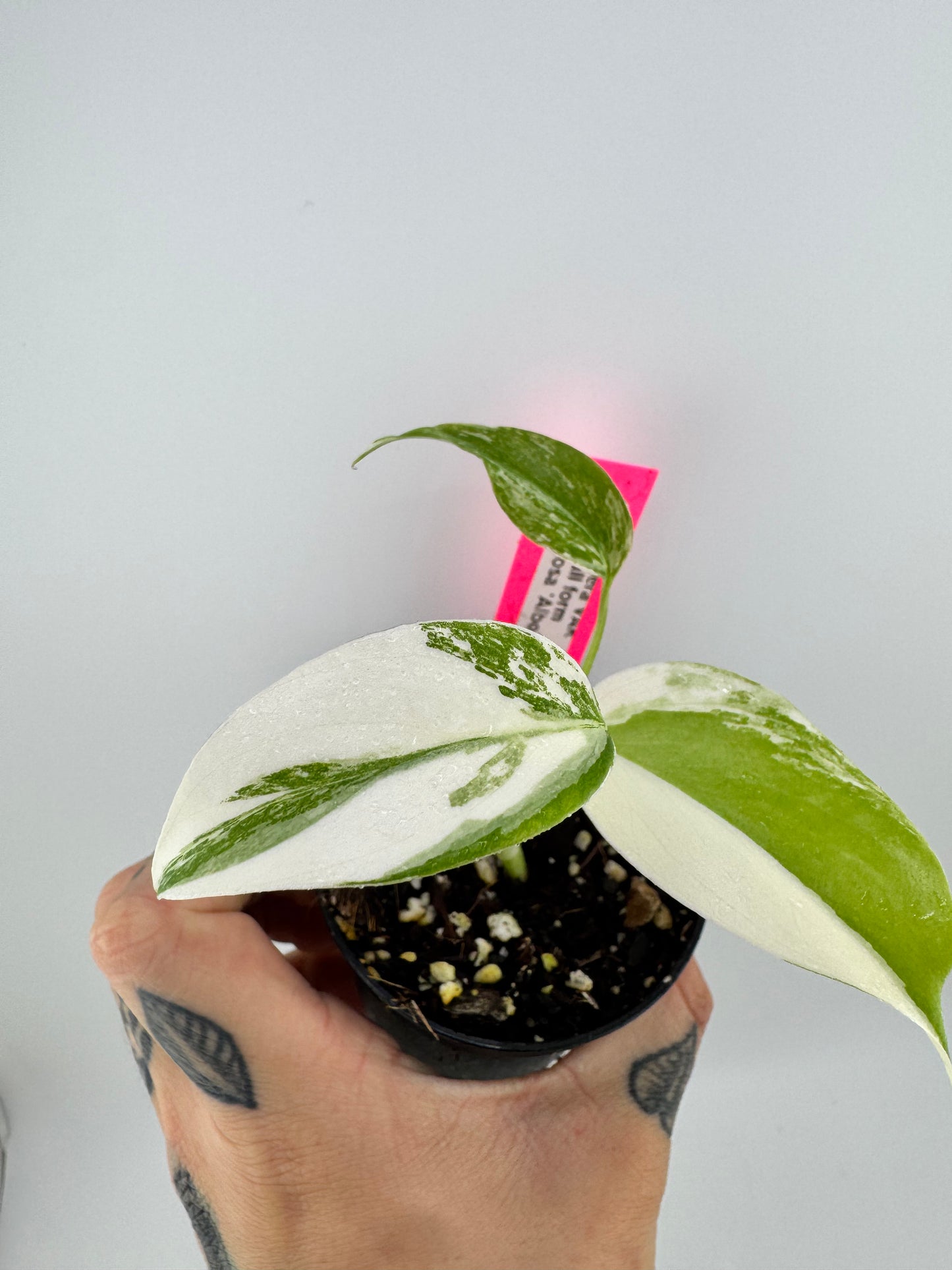 Monstera Deliciosa Variegated Albo (Small Form) #C