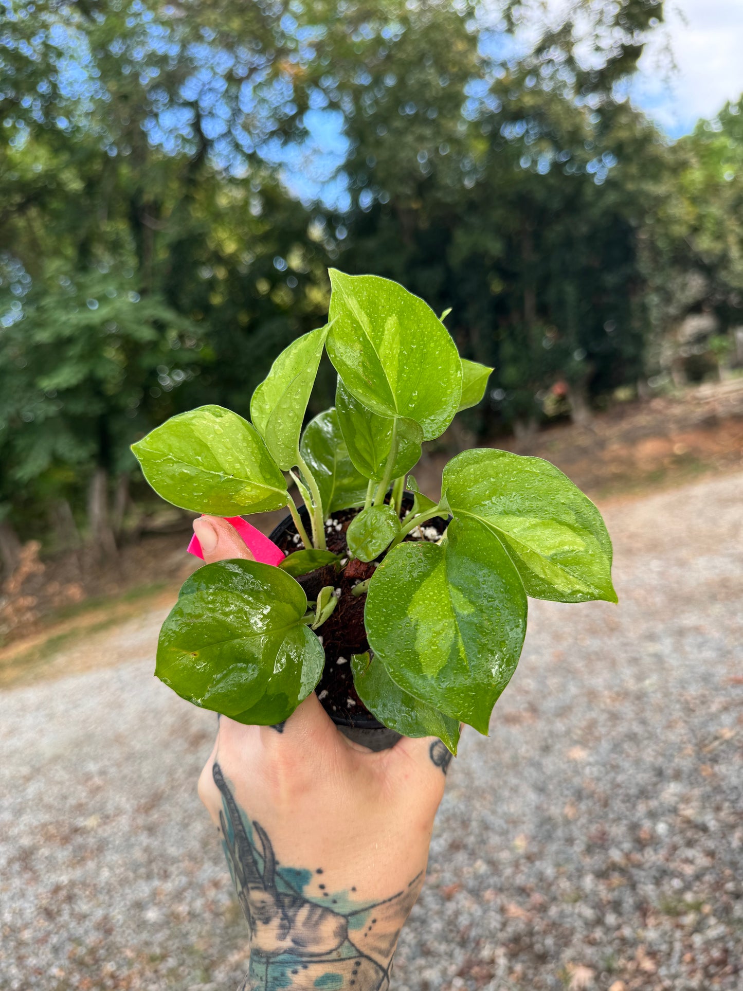 Pothos ‘Global Green’