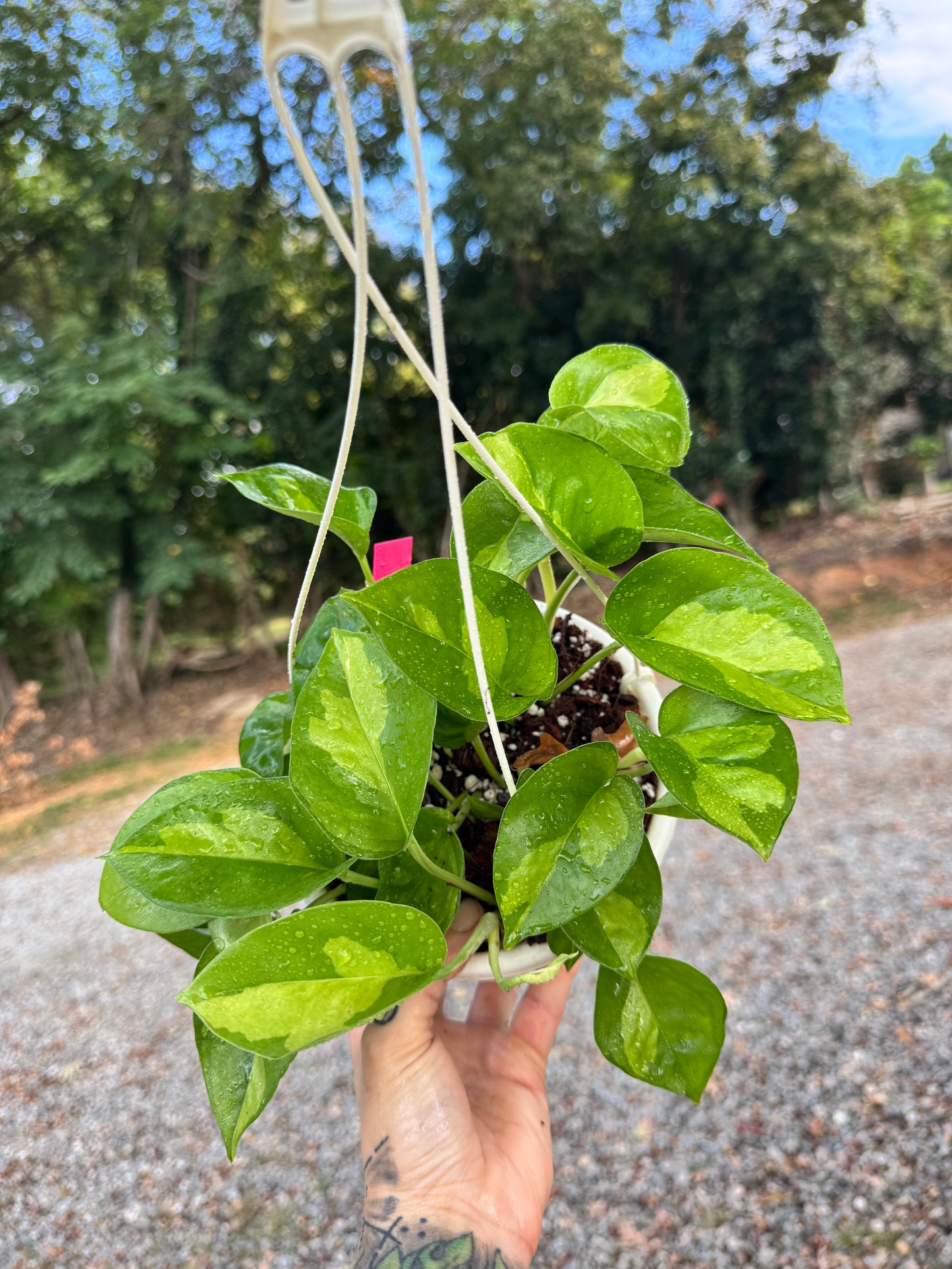 Pothos ‘Global Green’