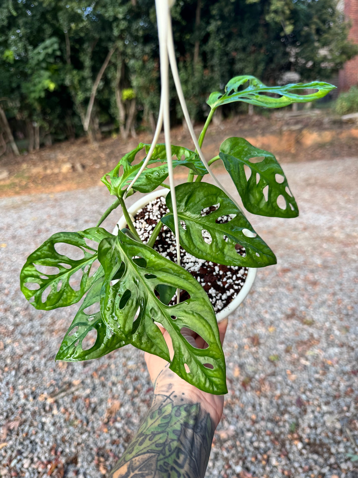 Monstera Adansonii Wide