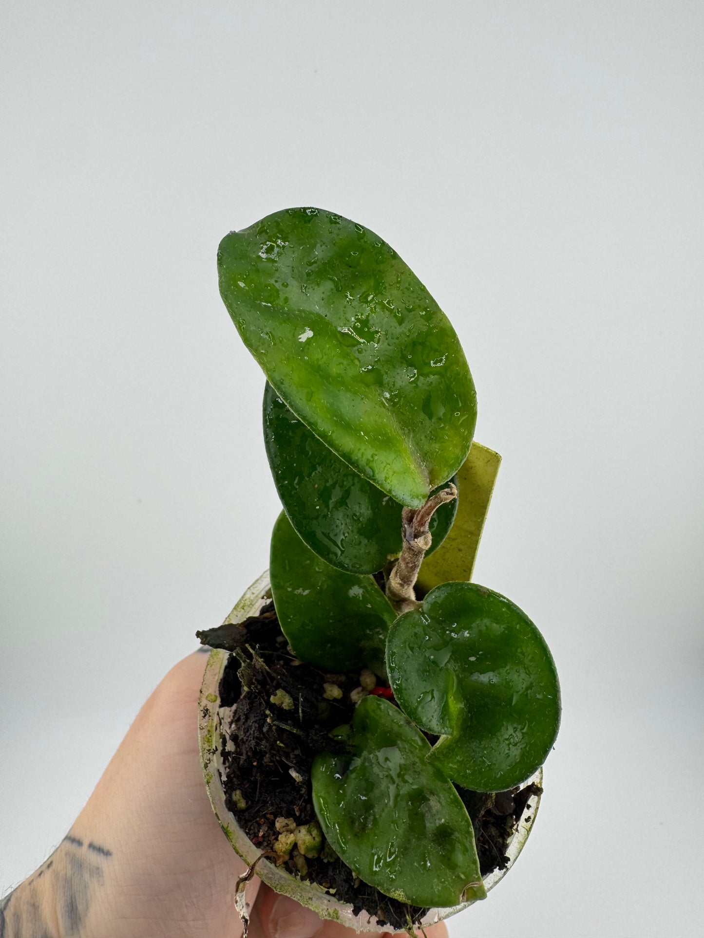 Hoya Carnosa ‘Krinkle 8’