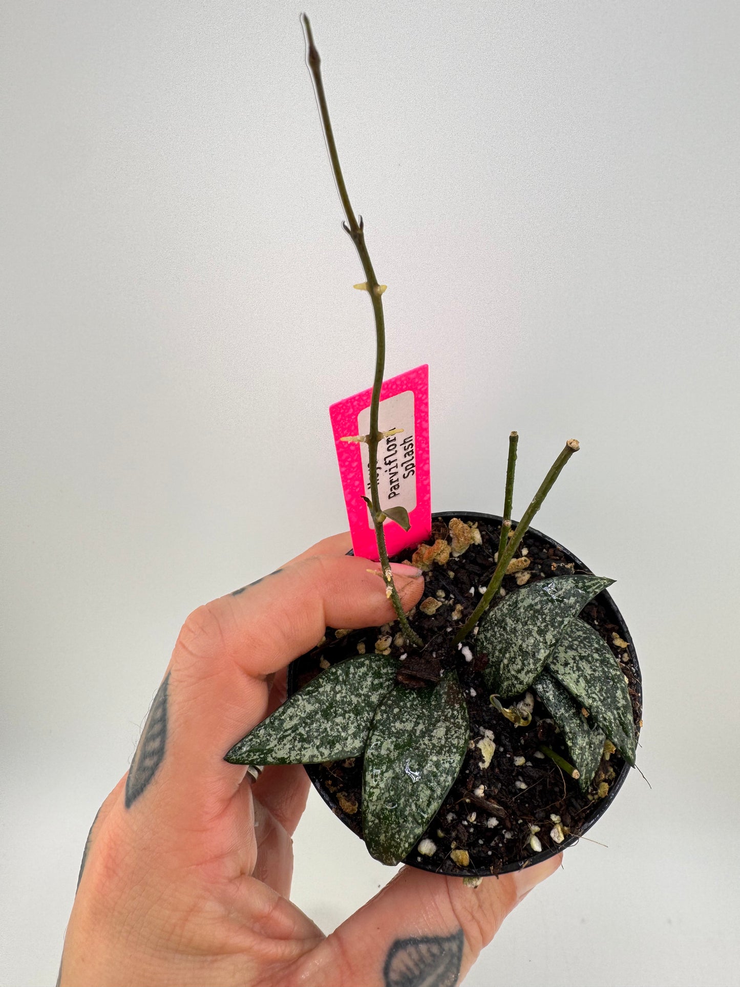 Hoya parviflora splash