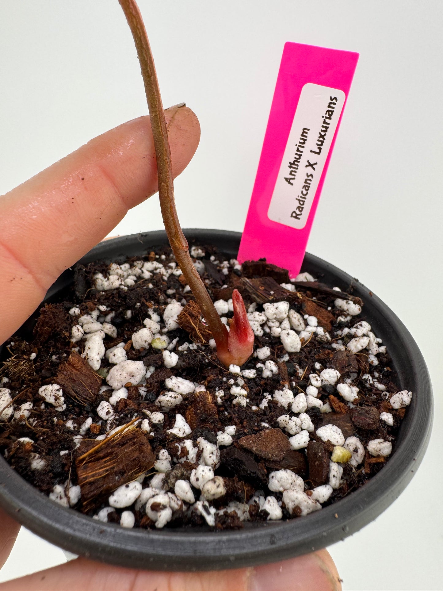 Anthurium Radicans X Luxurians