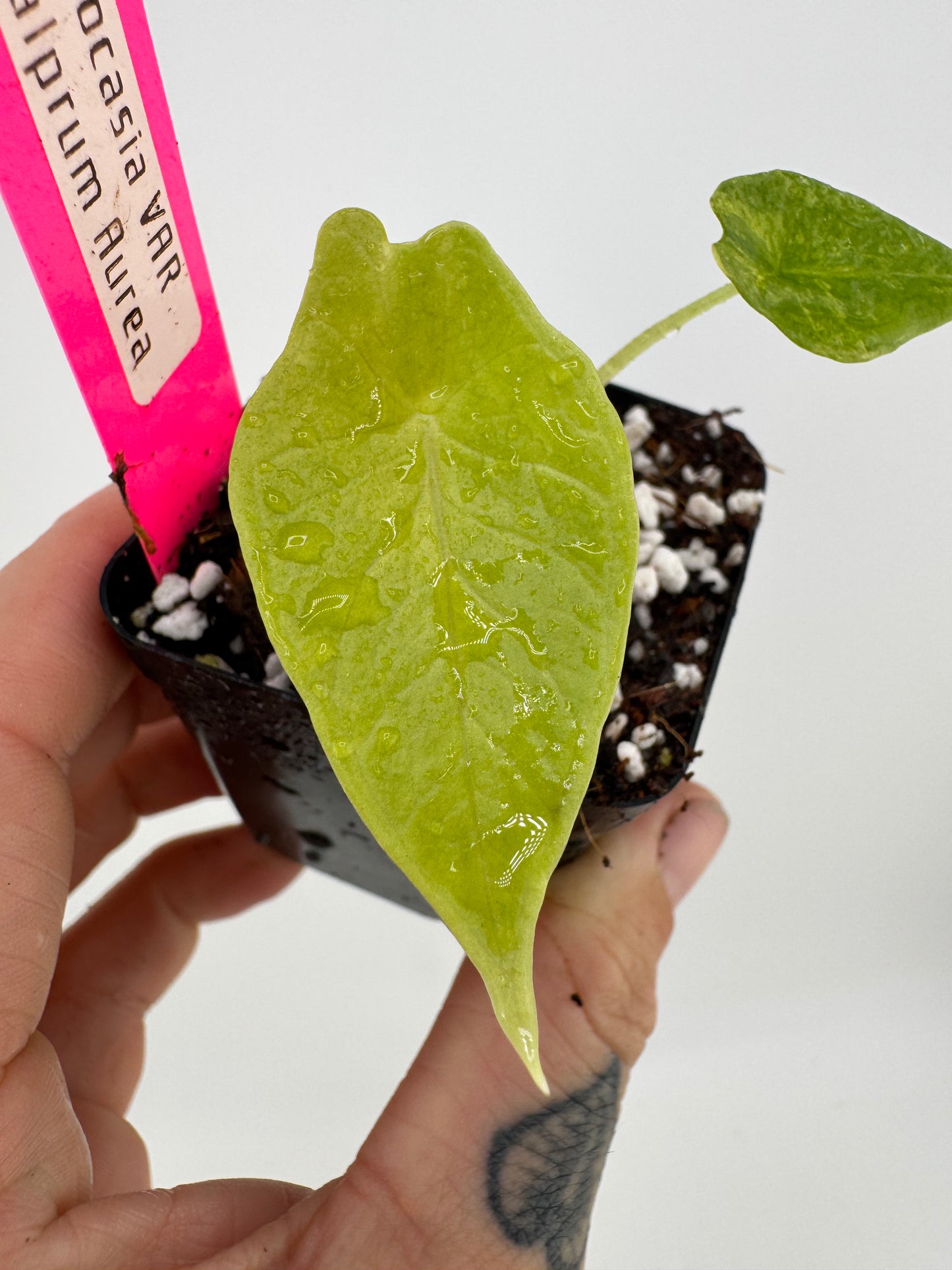 Alocasia Scalprum ‘Aurea’ Variegated #2