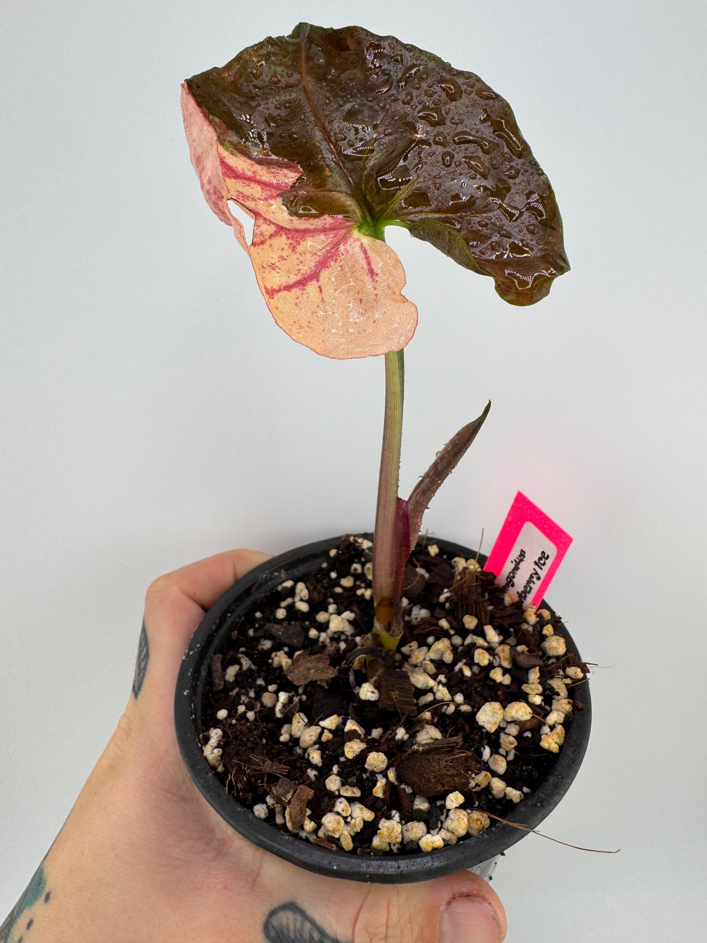 Syngonium Strawberry Ice ‘Galaxy’ Variegated