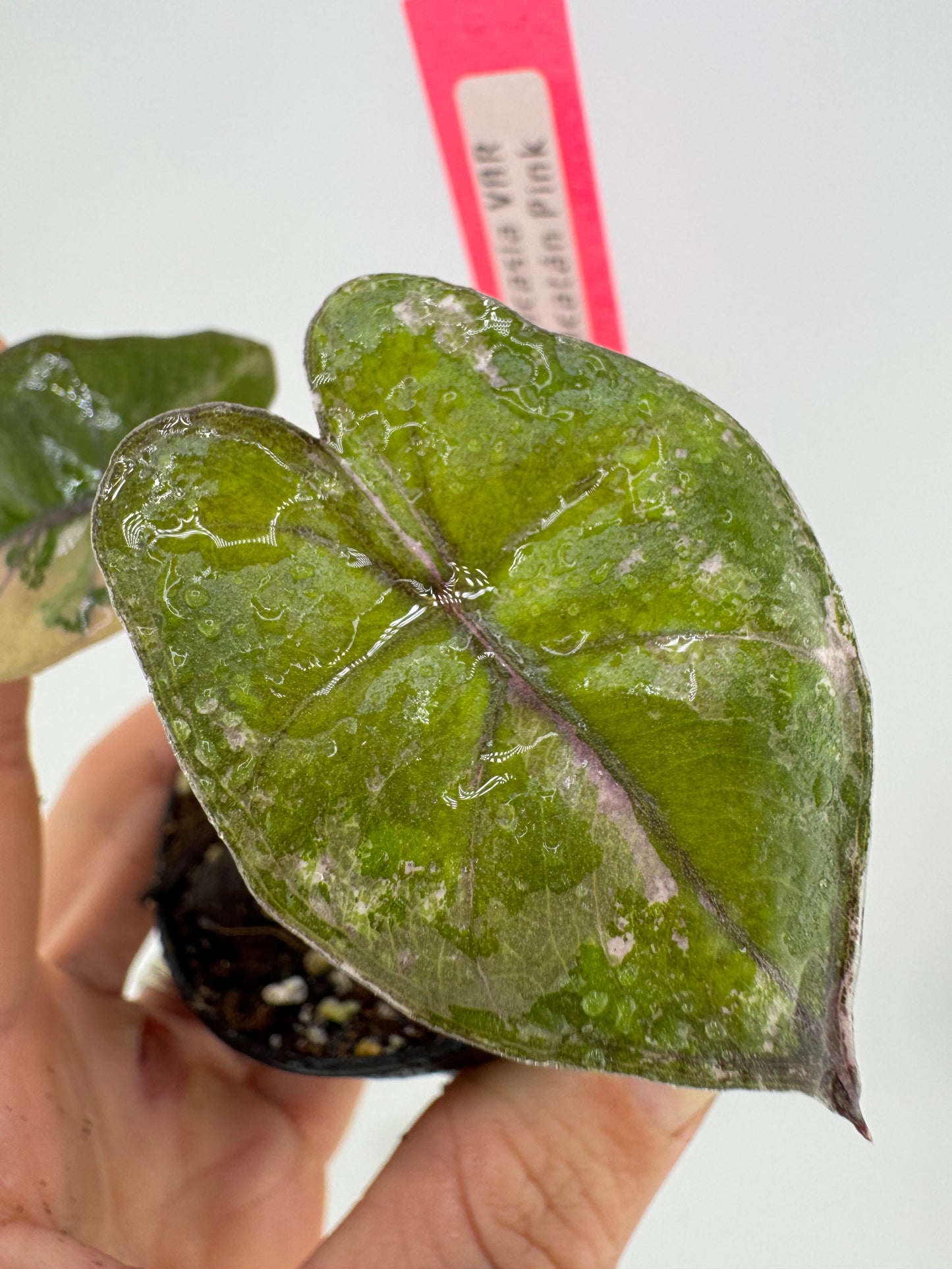 Alocasia Variegated Yucatán Princess ‘Pink’
