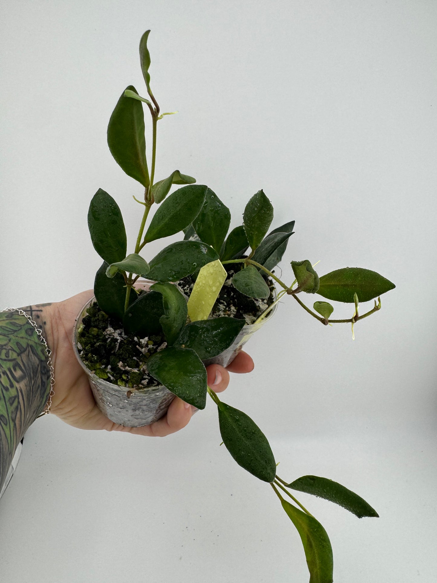 Hoya aff. Burtoniae