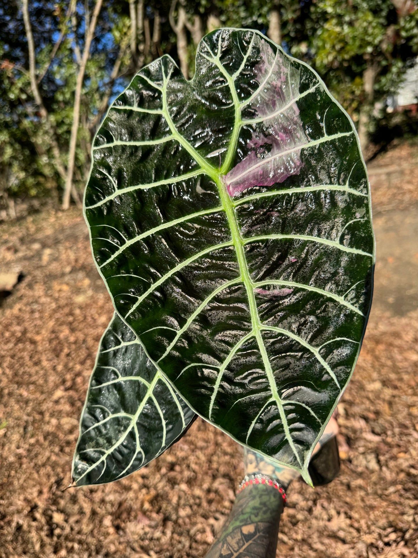 Alocasia Watsoniana Pink Variegated