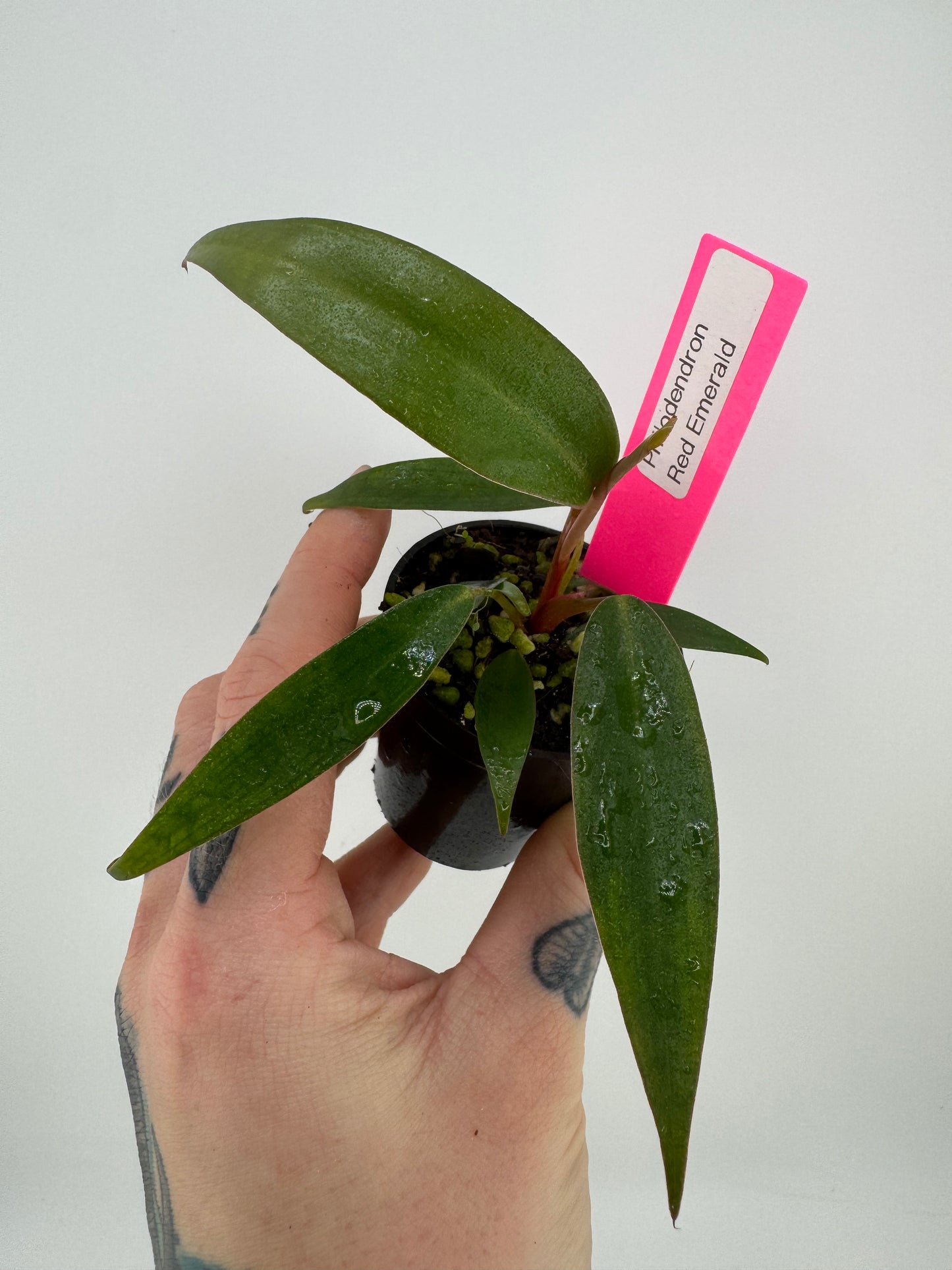 Philodendron Red Emerald