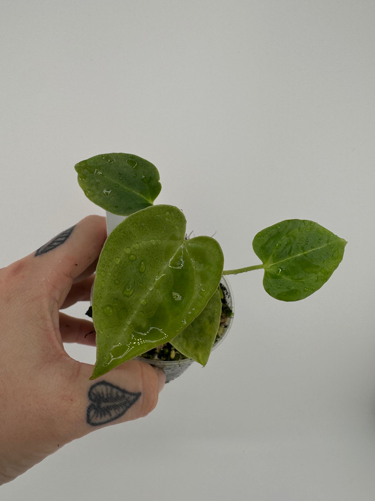 Anthurium Clarinervium