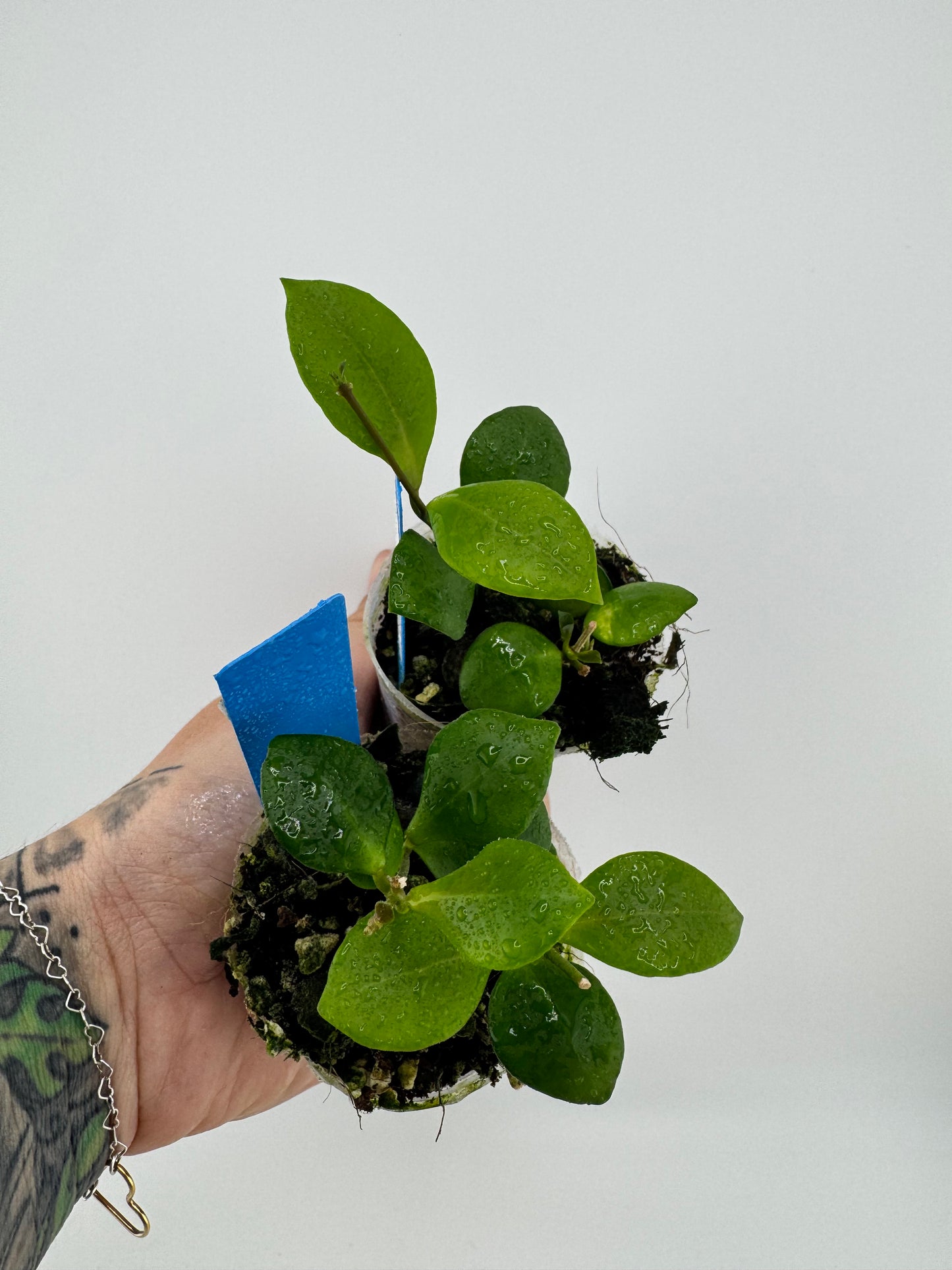 Hoya huschkeliana pink flower