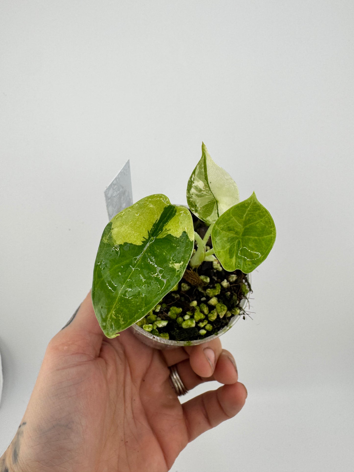 VAR Alocasia Dragon Scale Albo