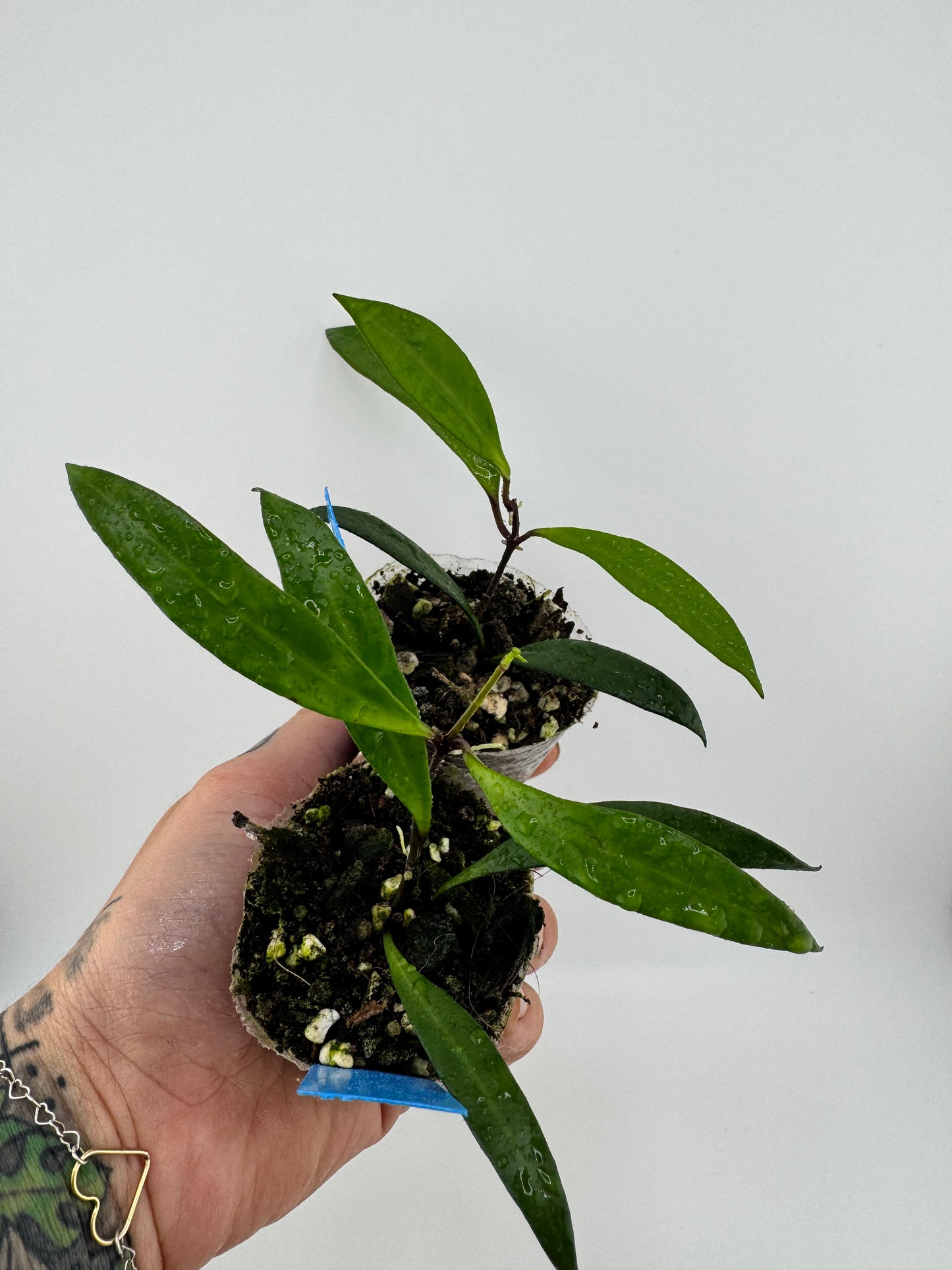Hoya Pola