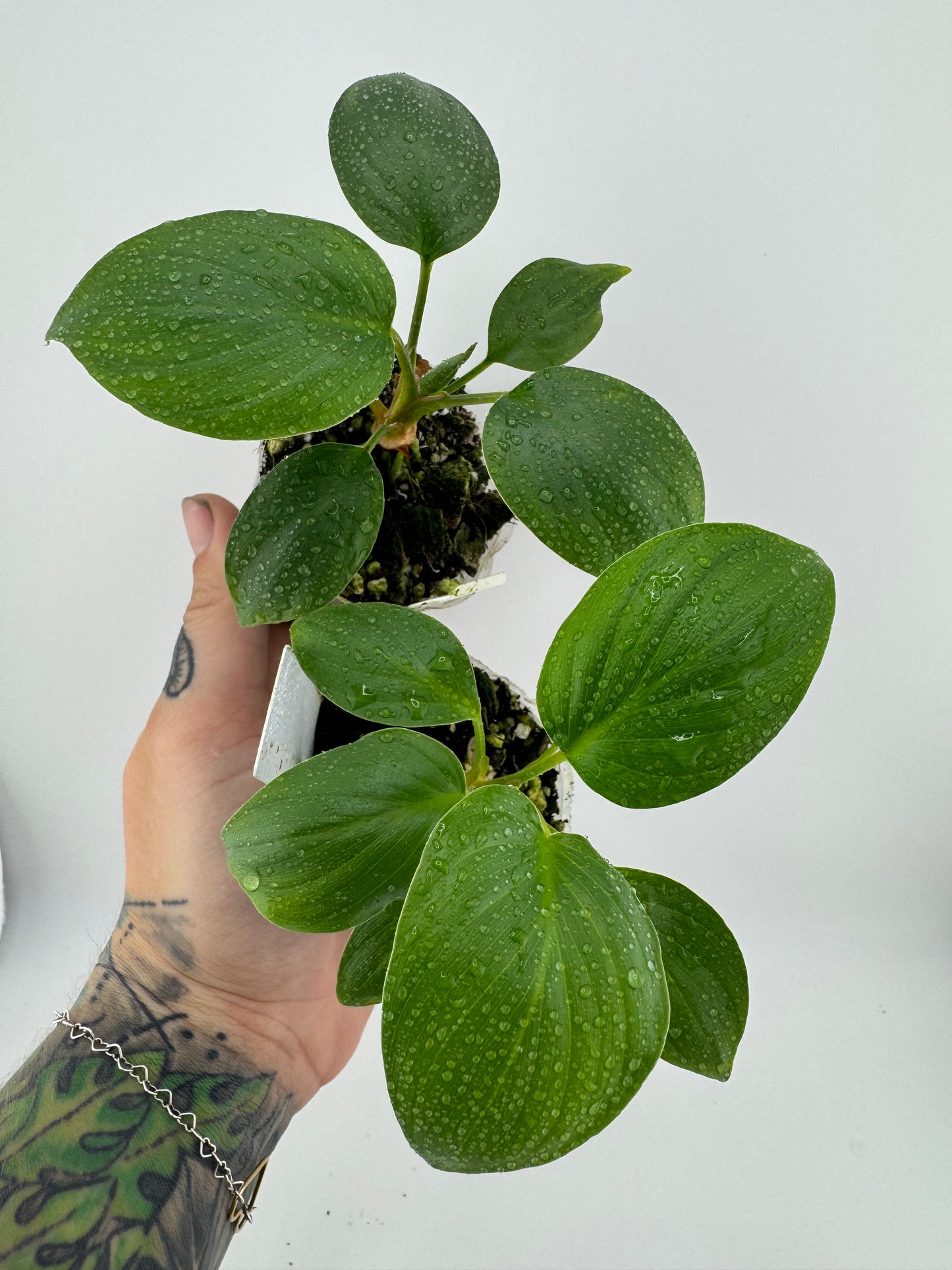 Homalomena Rubescens Green Emerald