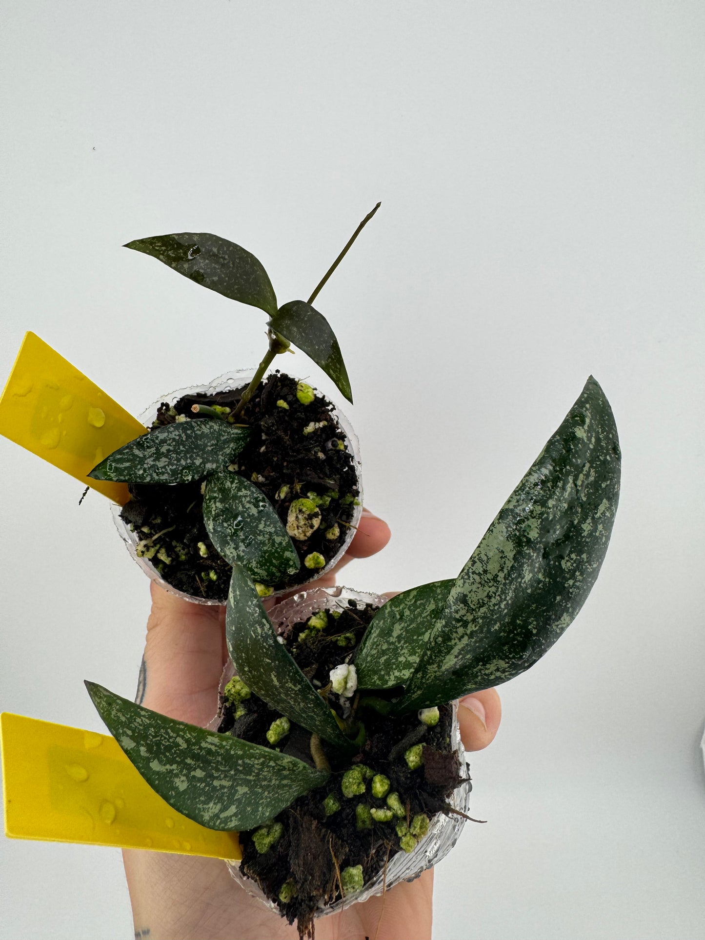 Hoya parviflora