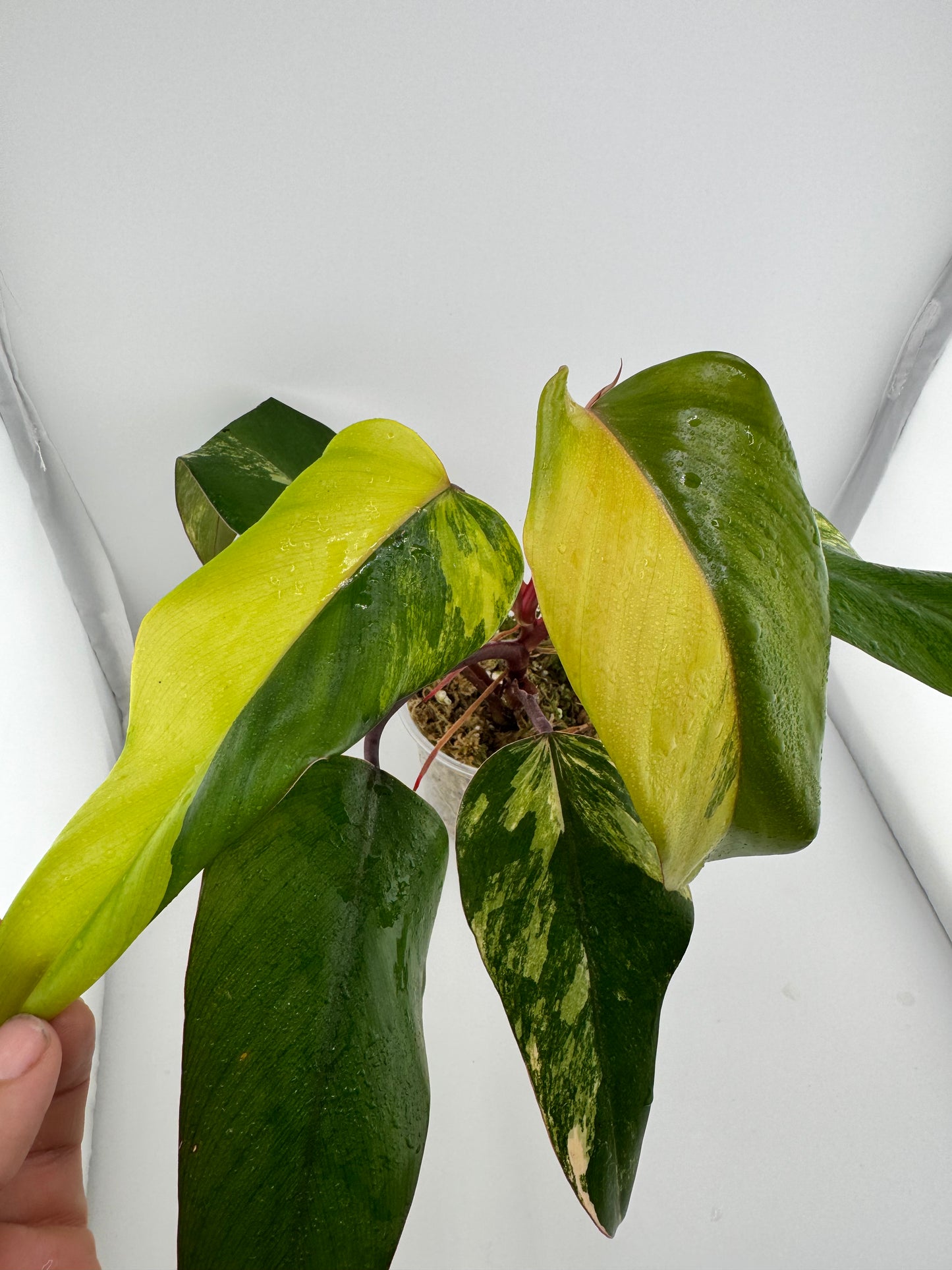 Philodendron Variegated Strawberry Shake #1