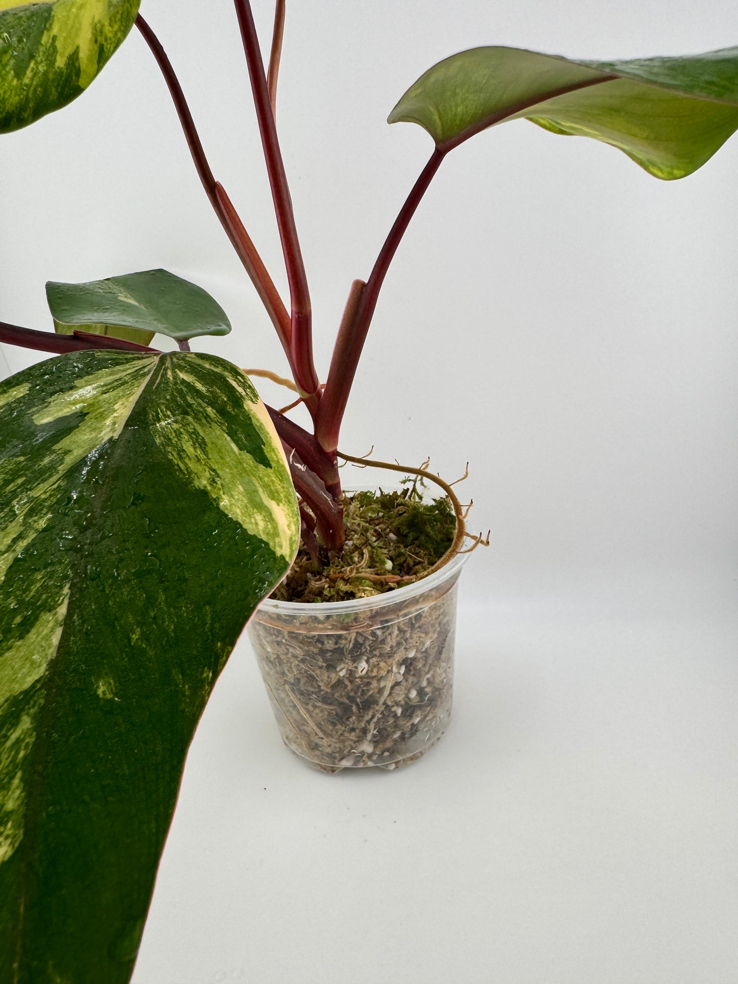 Philodendron Variegated Strawberry Shake #1