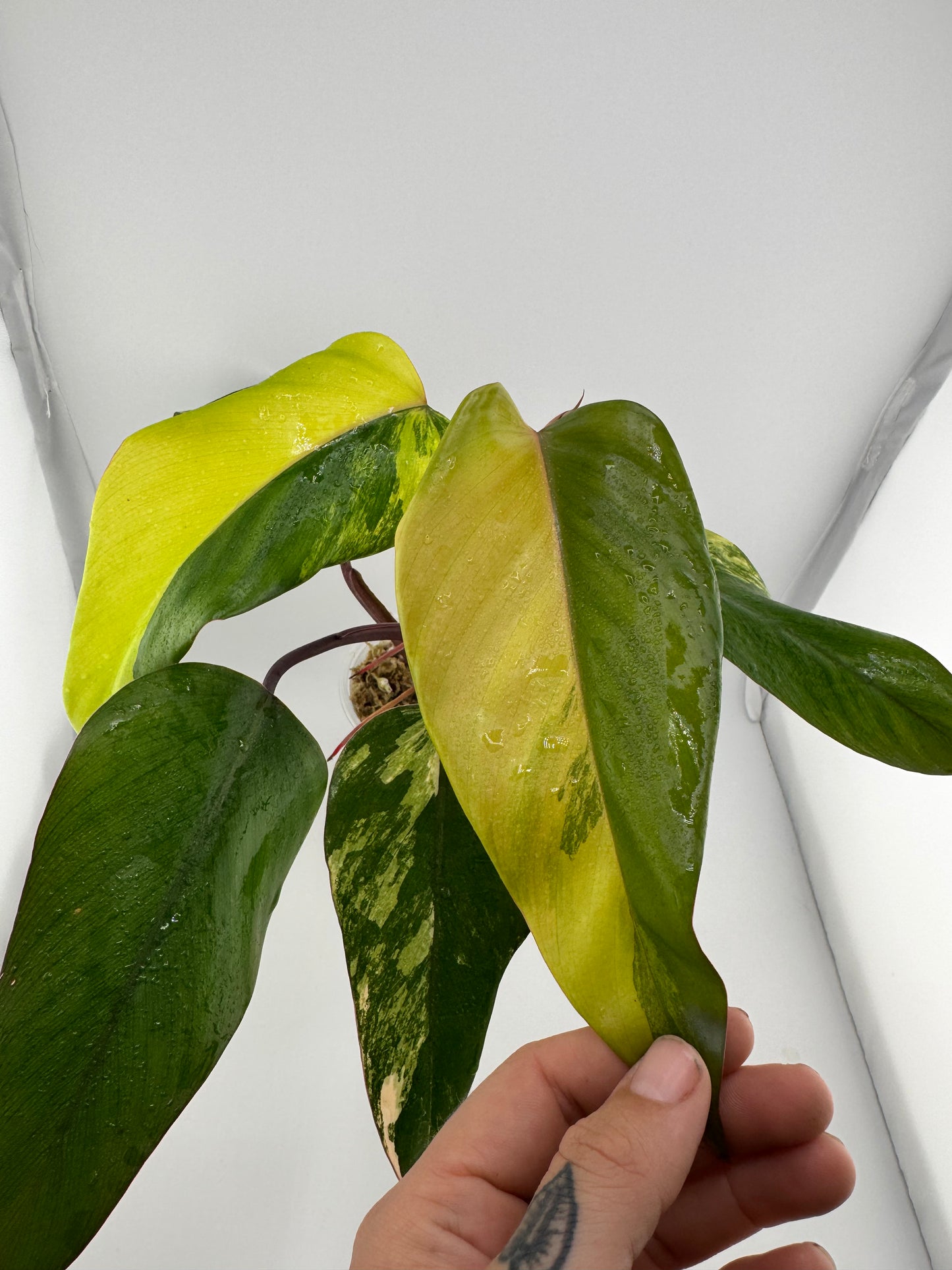Philodendron Variegated Strawberry Shake #1