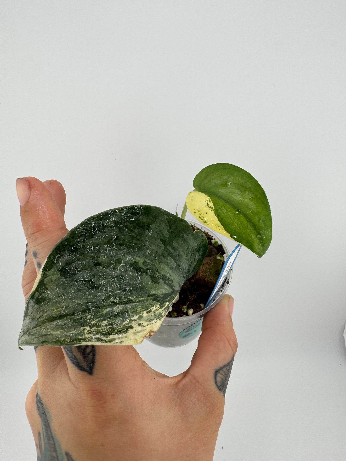 Scindapsus Pictus ‘Exotica’ Variegated #1