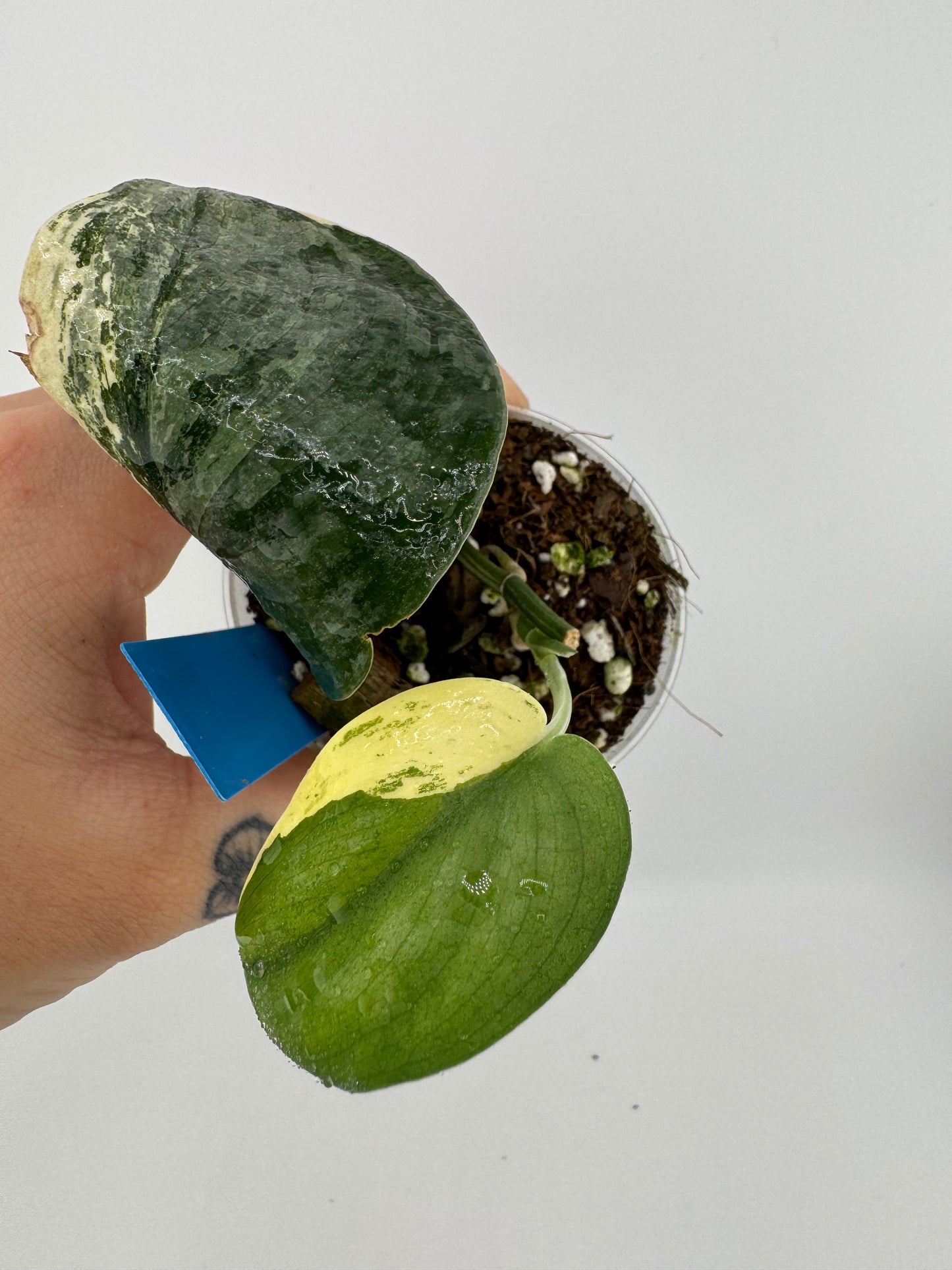Scindapsus Pictus ‘Exotica’ Variegated #1