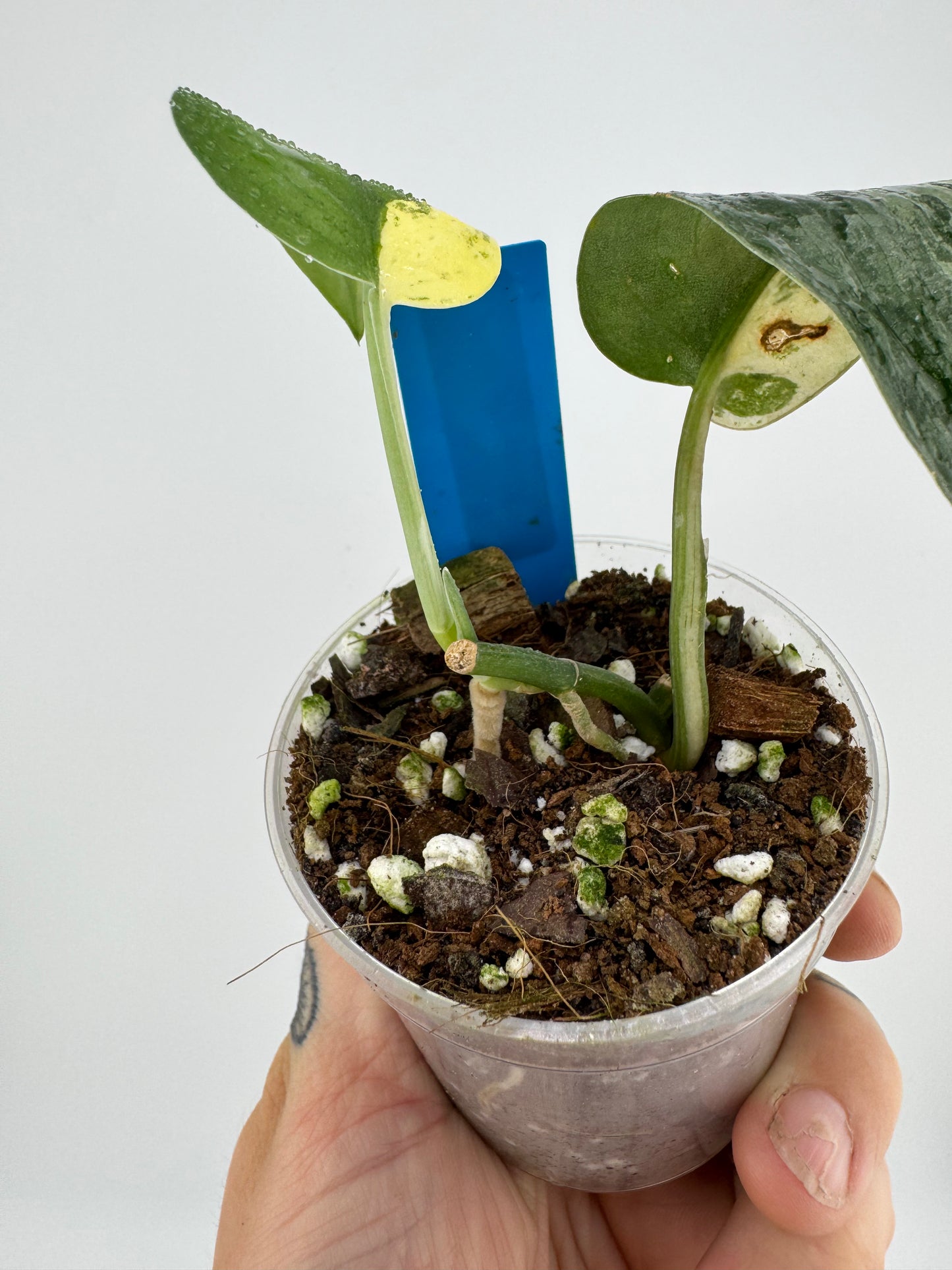 Scindapsus Pictus ‘Exotica’ Variegated #1