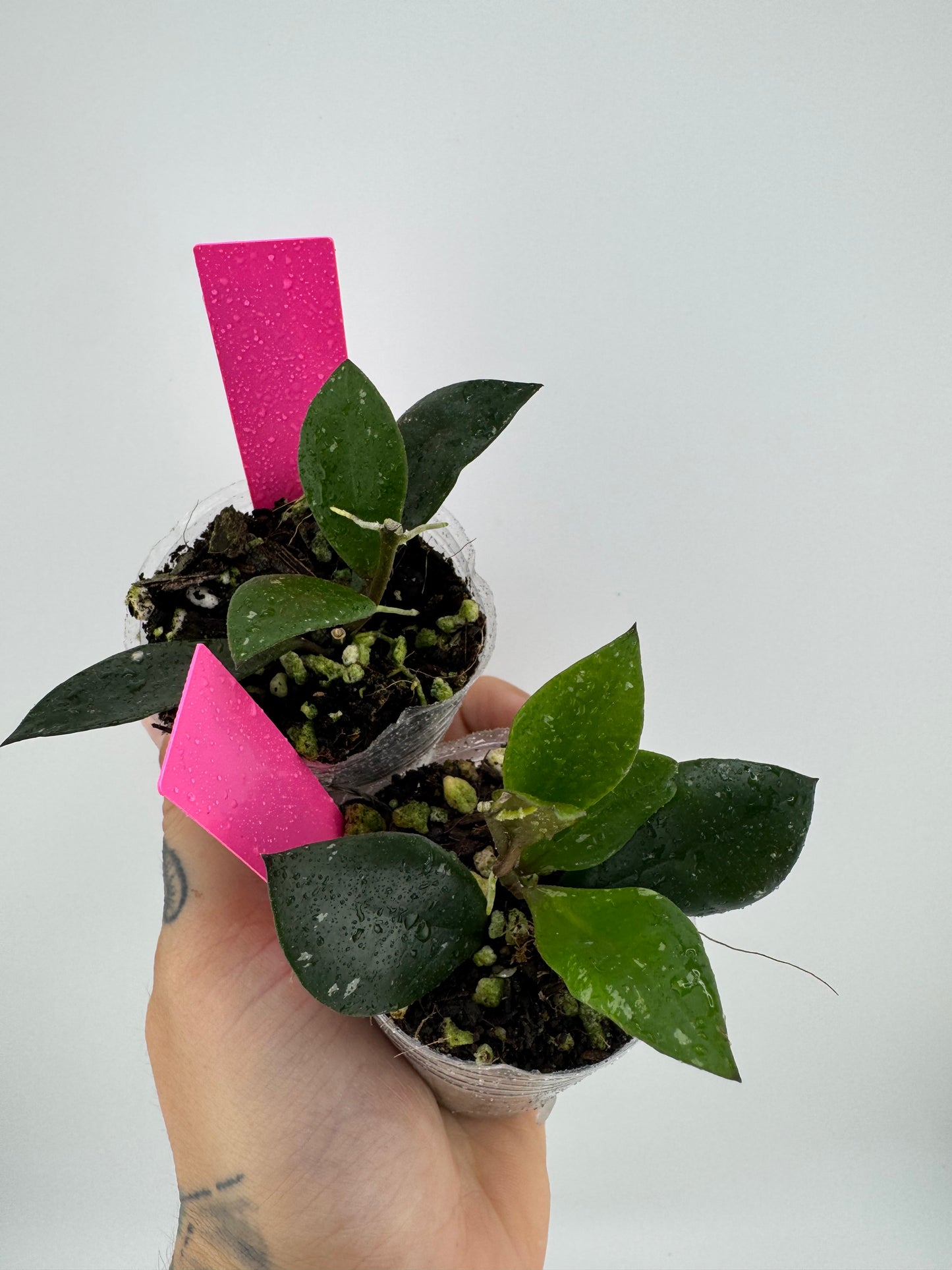 Hoya sipitangenis