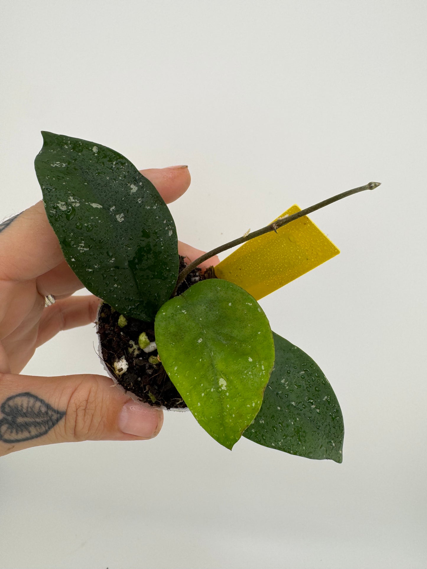 Hoya Carnosa ‘Freckles’