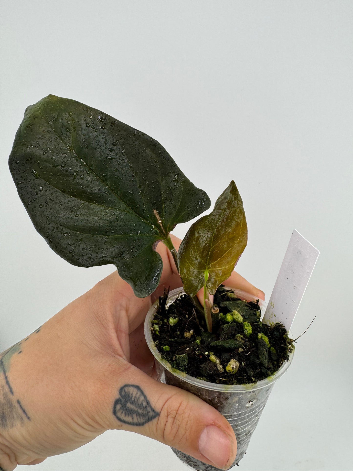 Syngonium llano carti