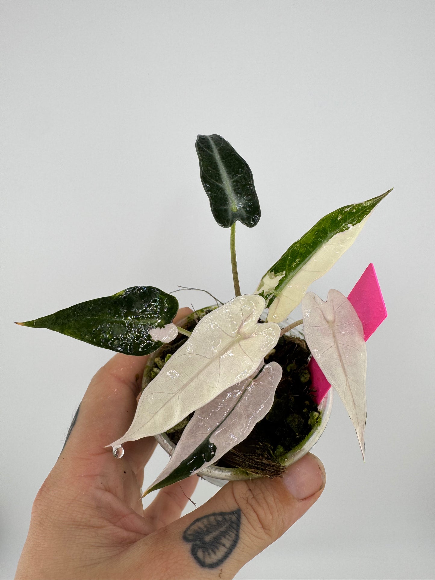 Variegated Alocasia Bambino Albo/Pink
