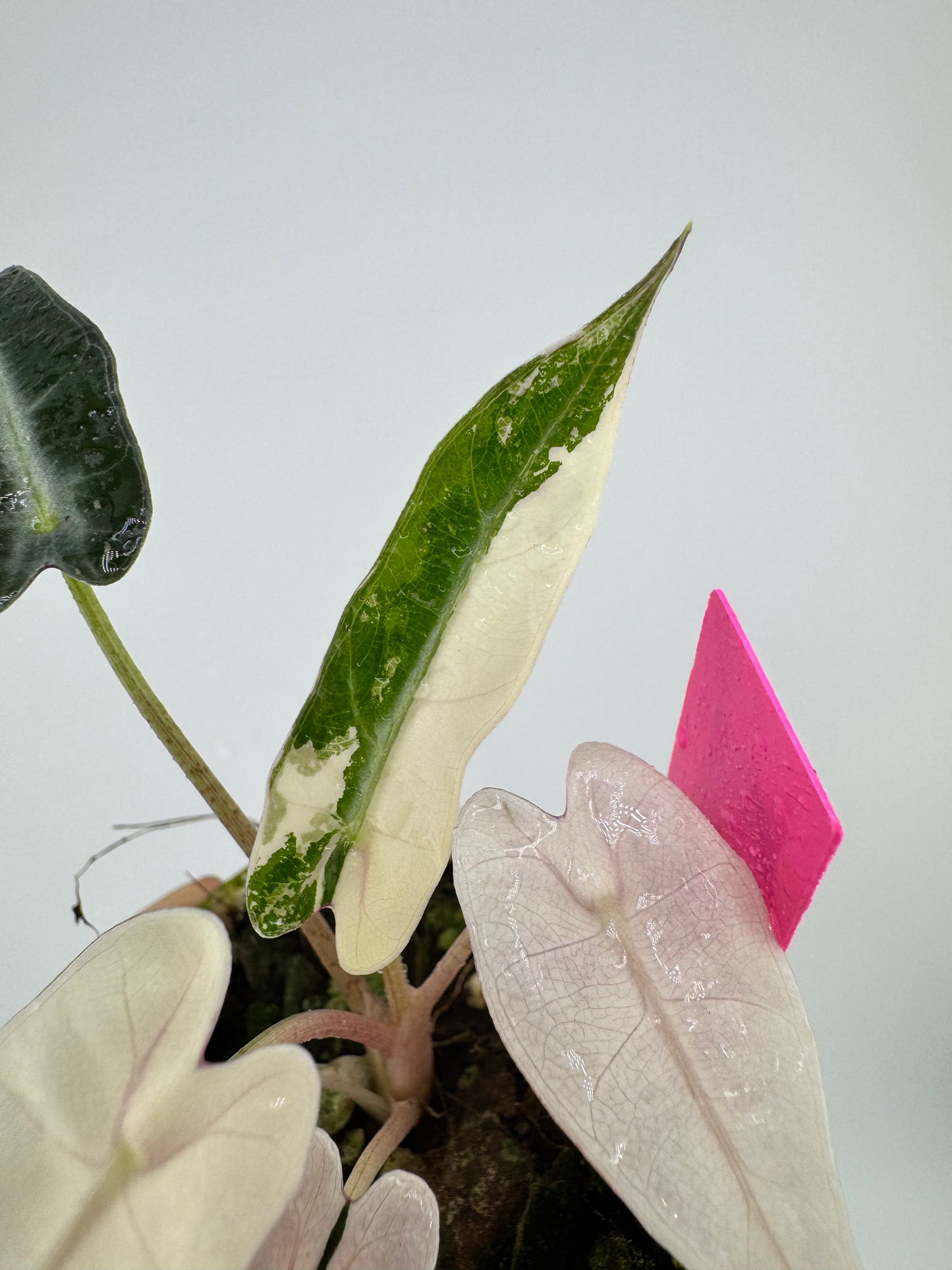 Variegated Alocasia Bambino Albo/Pink