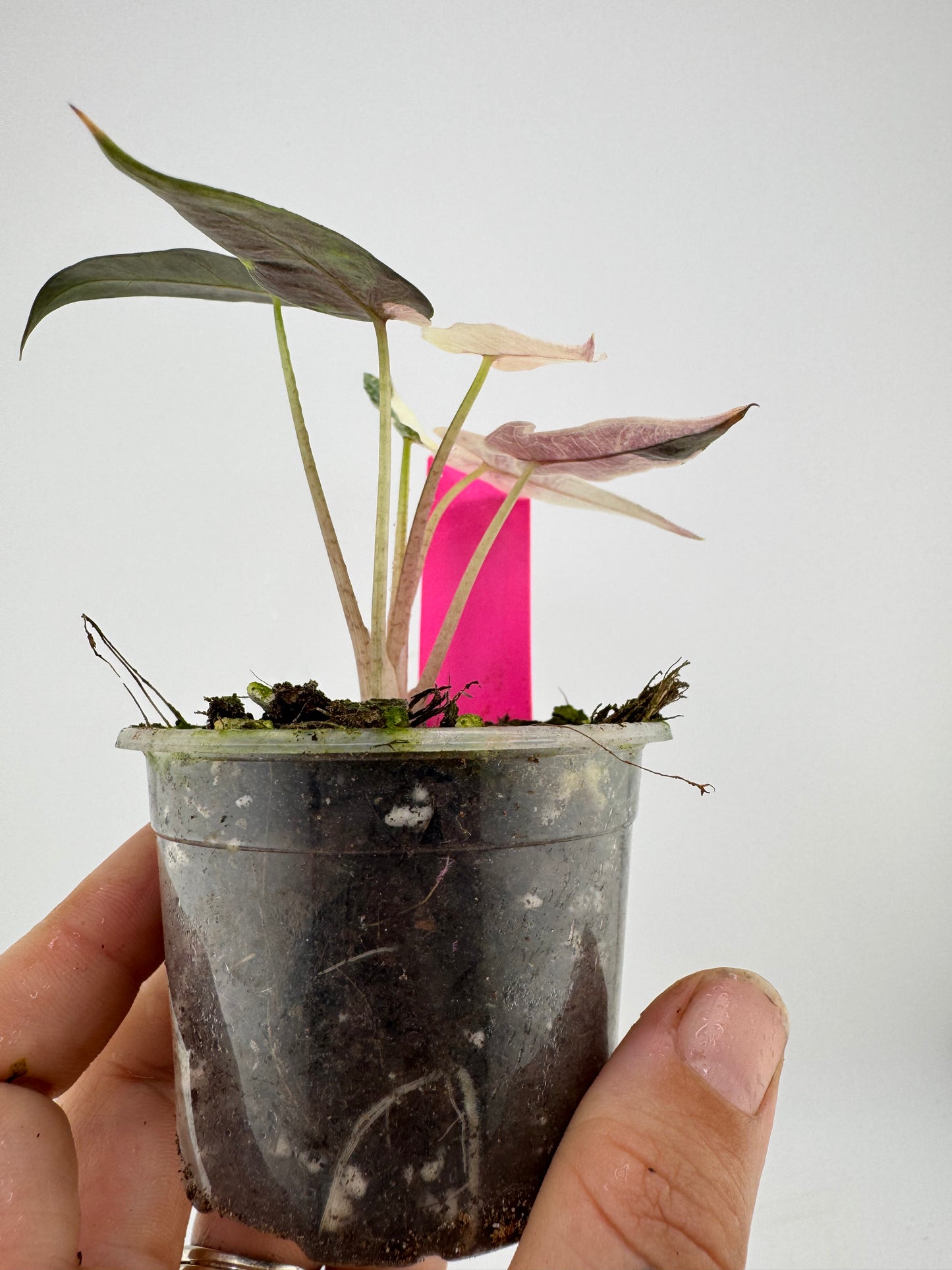 Variegated Alocasia Bambino Albo/Pink
