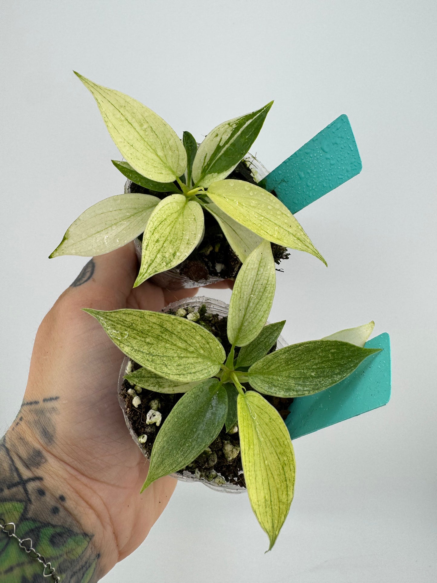 Philodendron Florida Ghost