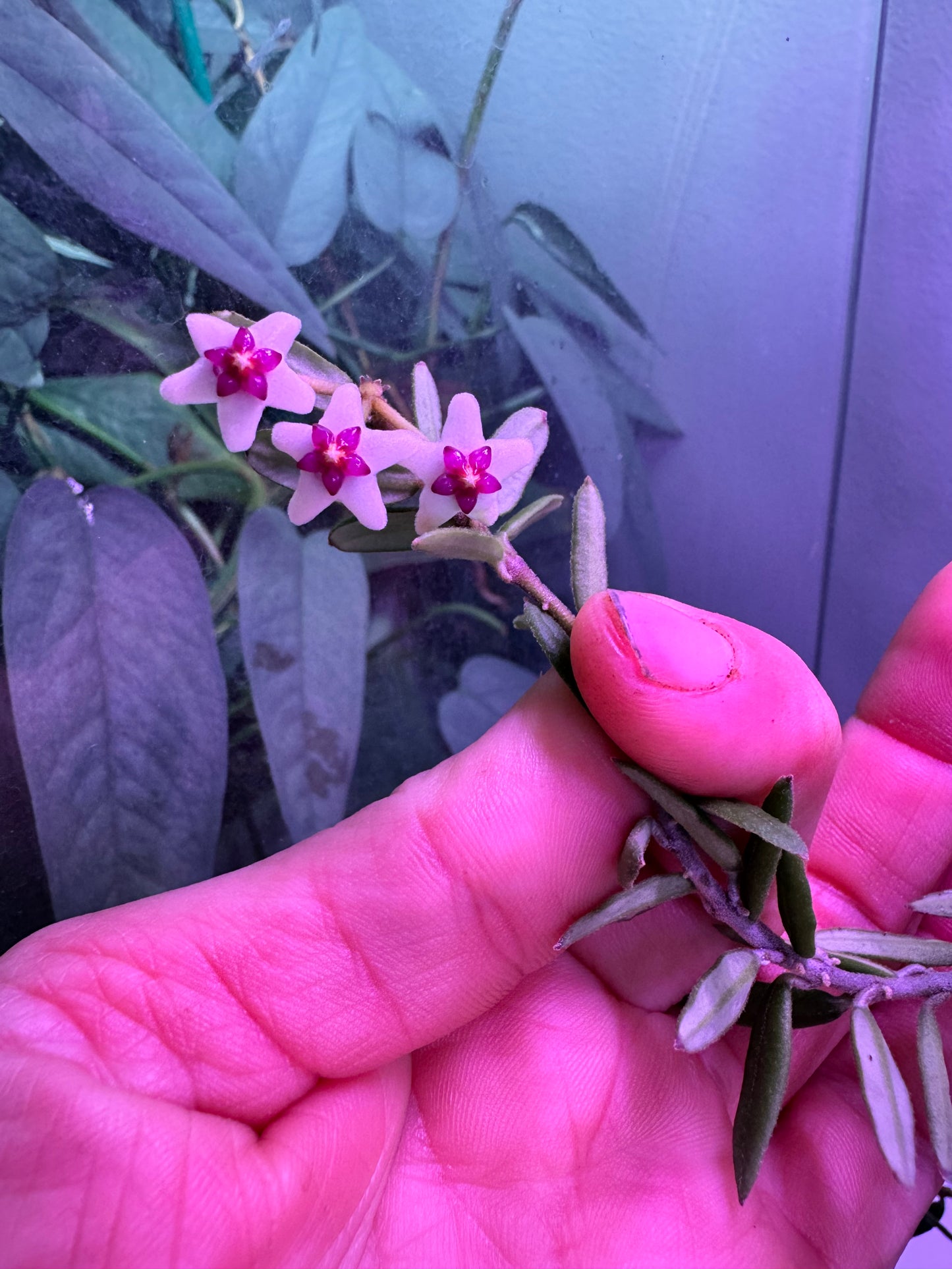 Hoya Engleriana ‘Vietnam’