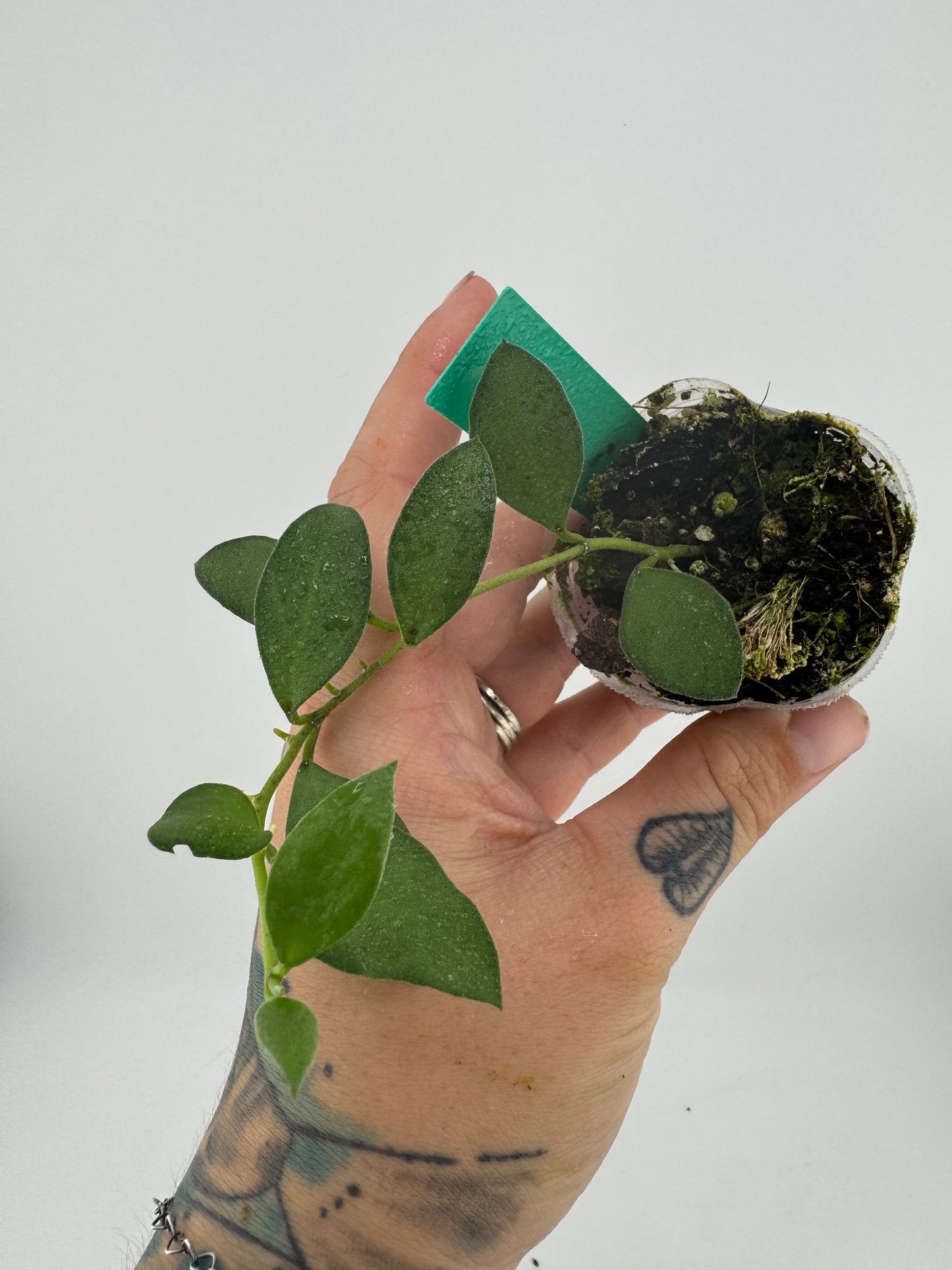 Hoya nummularioides