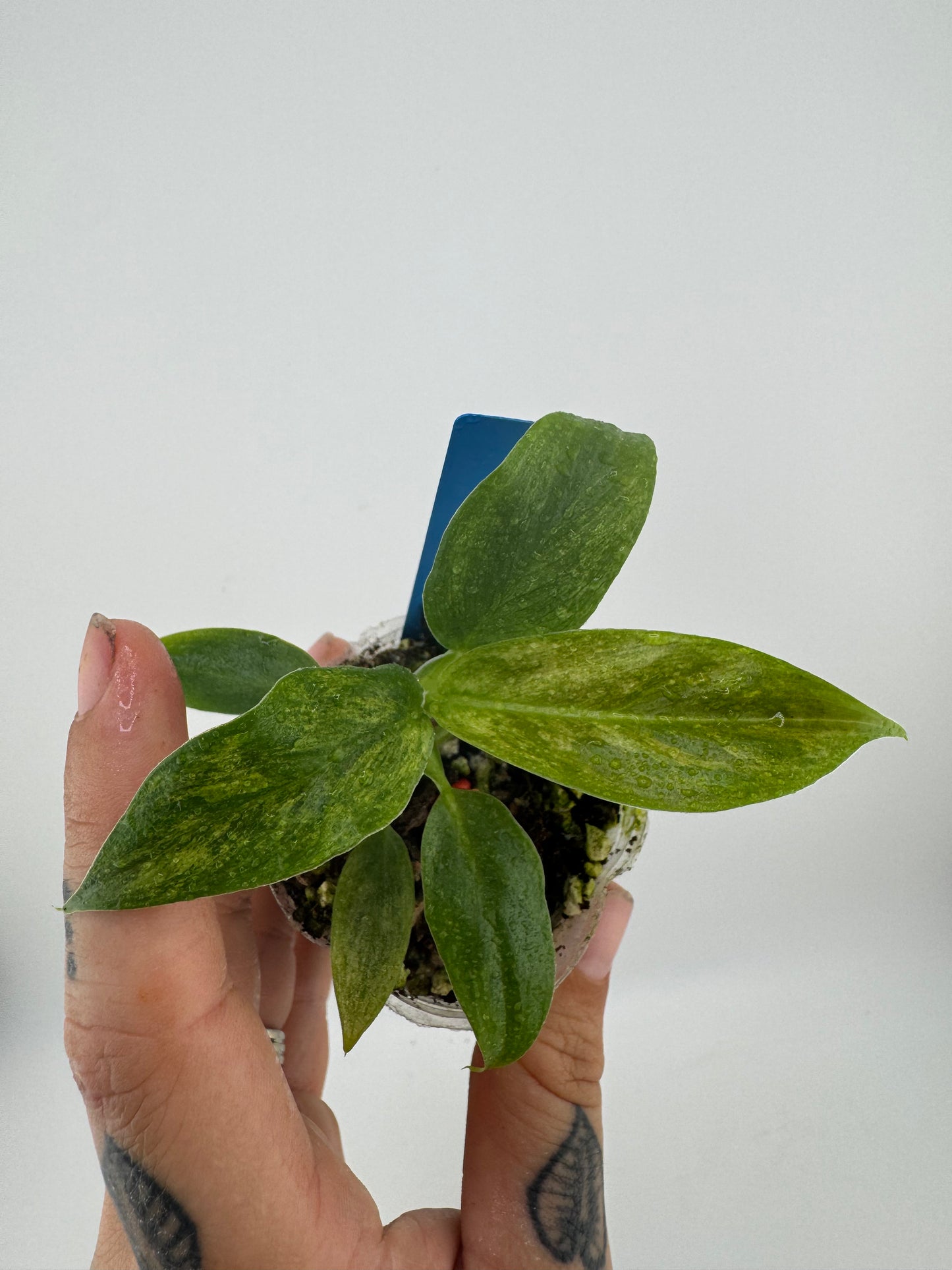 Philodendron Variegated Subhastum