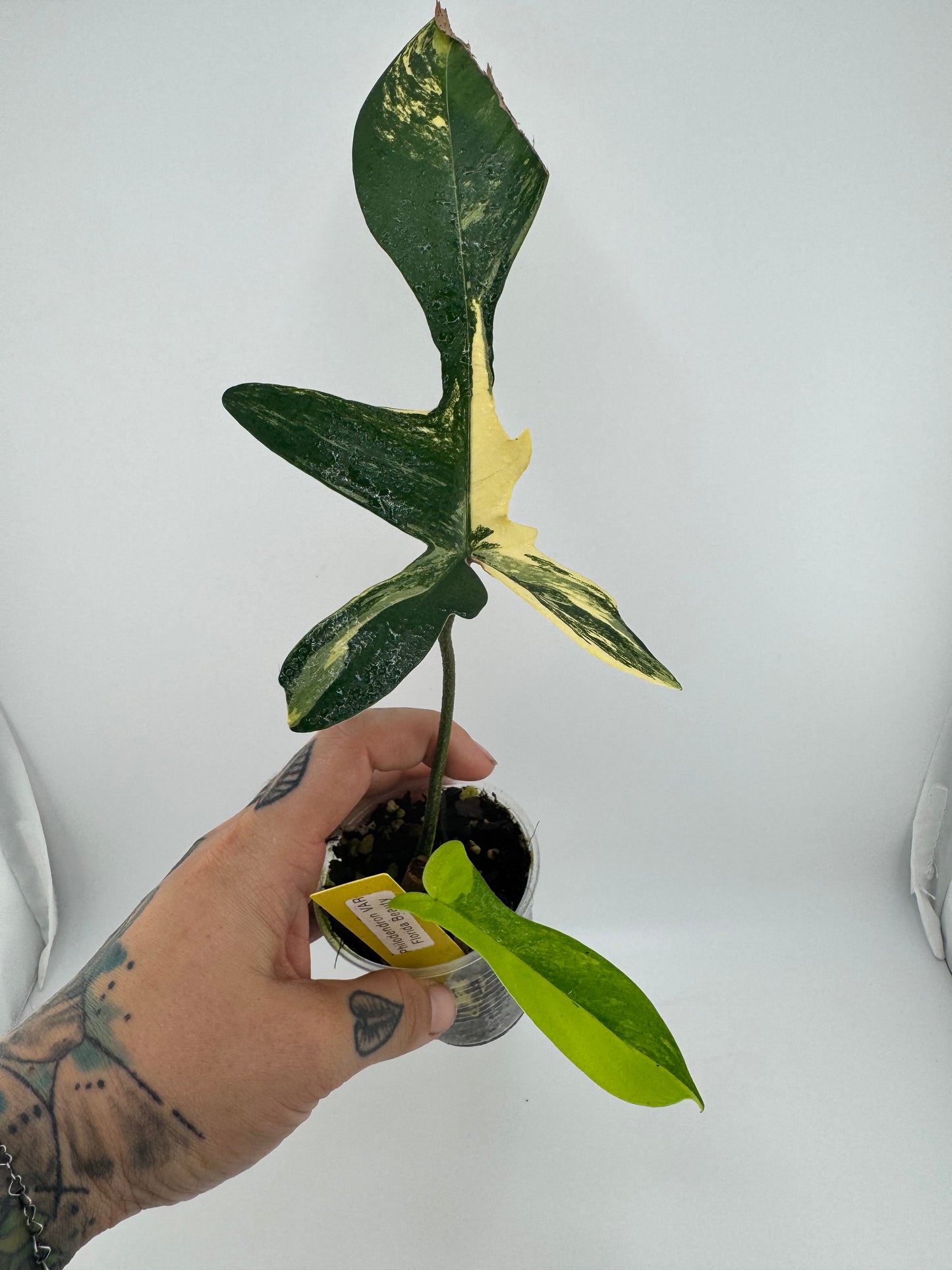 Philodendron Florida Beauty Variegated