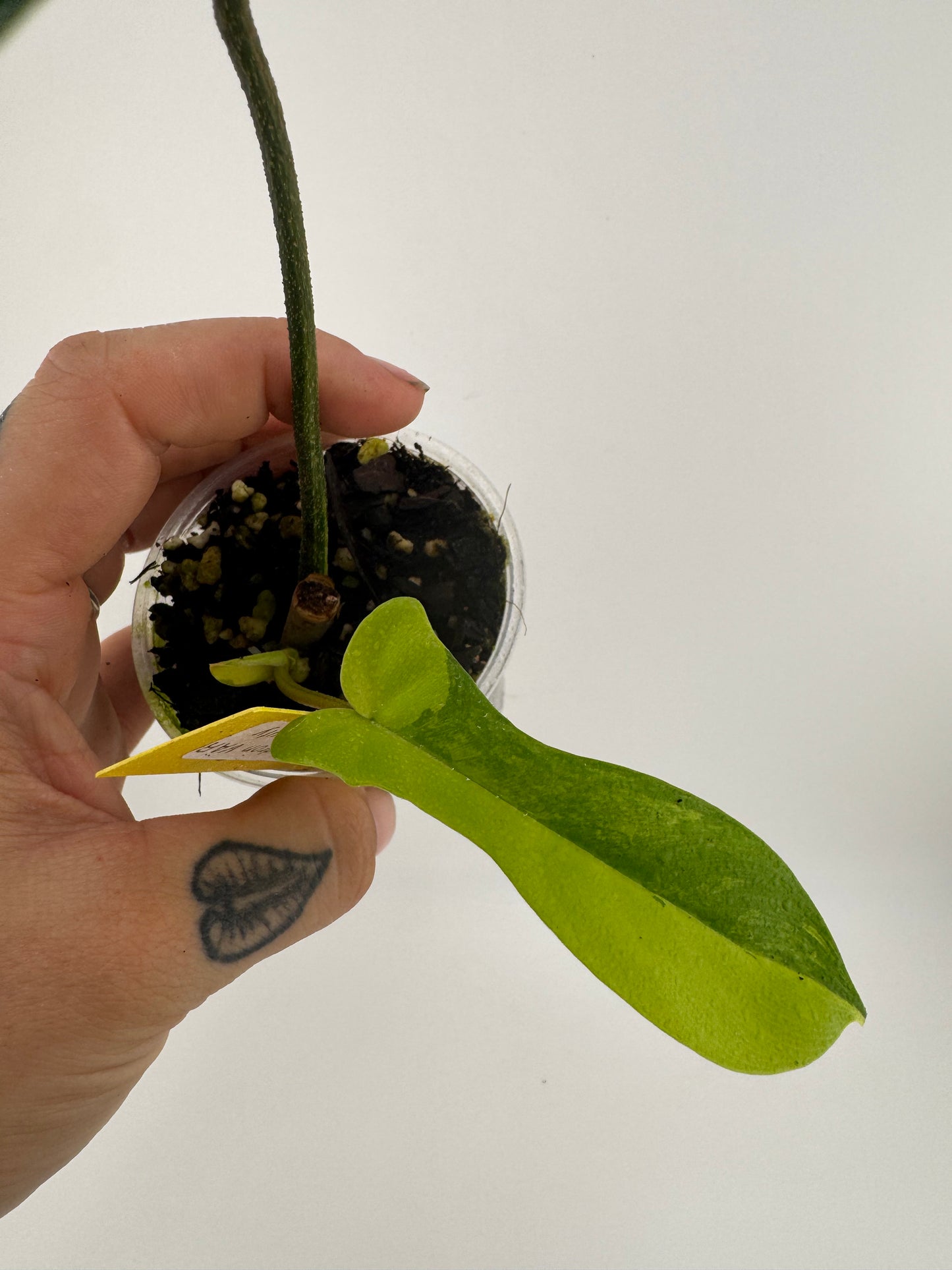 Philodendron Florida Beauty Variegated