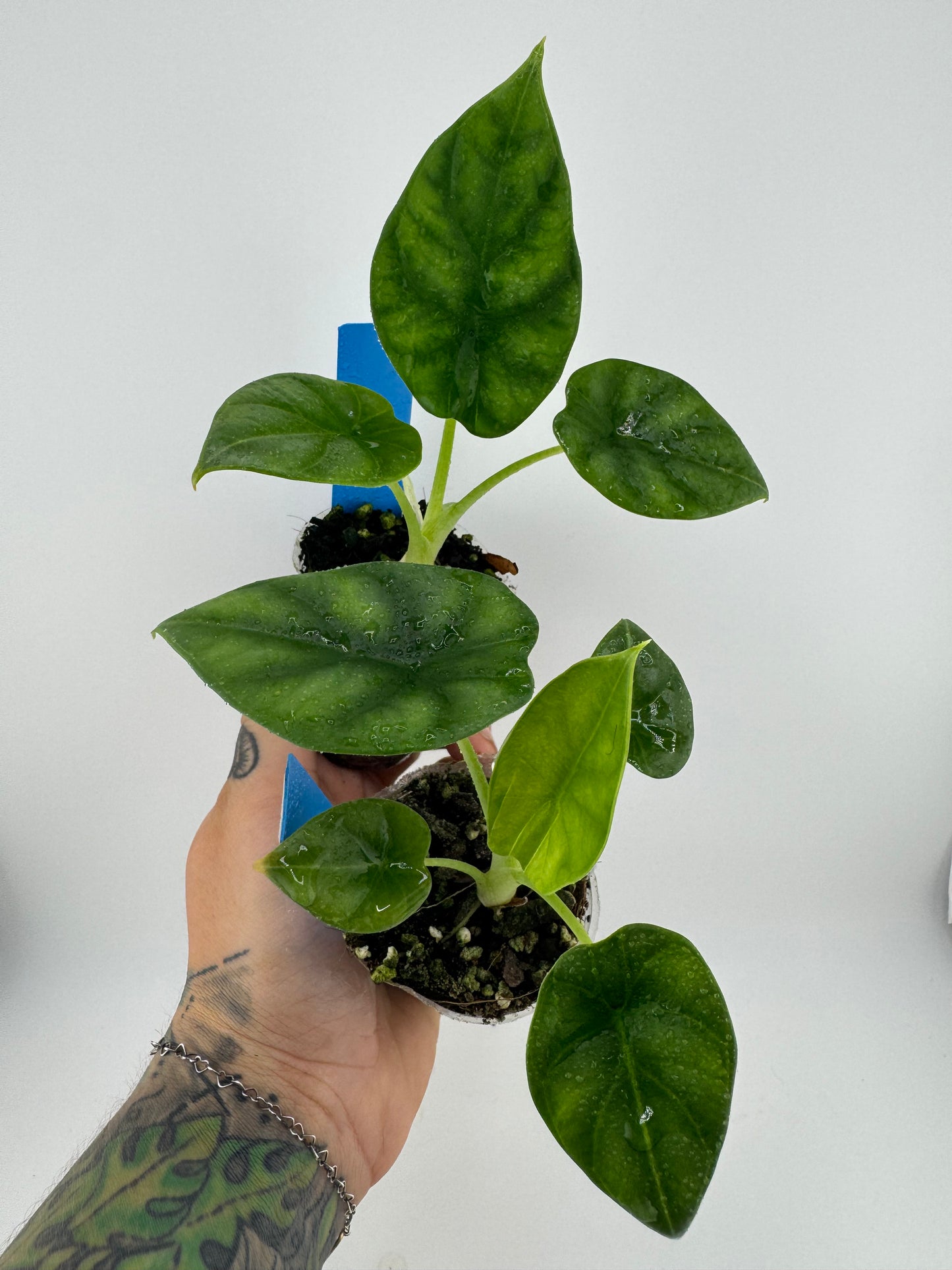 Alocasia Dragon Scale