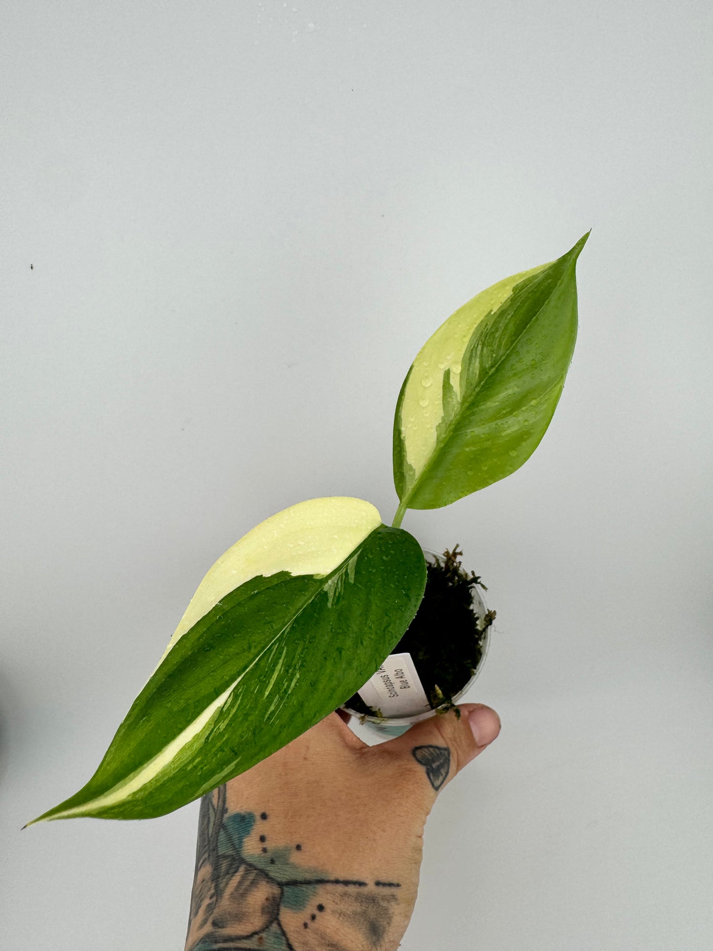 Scindapsus variegated Blue Albo #2