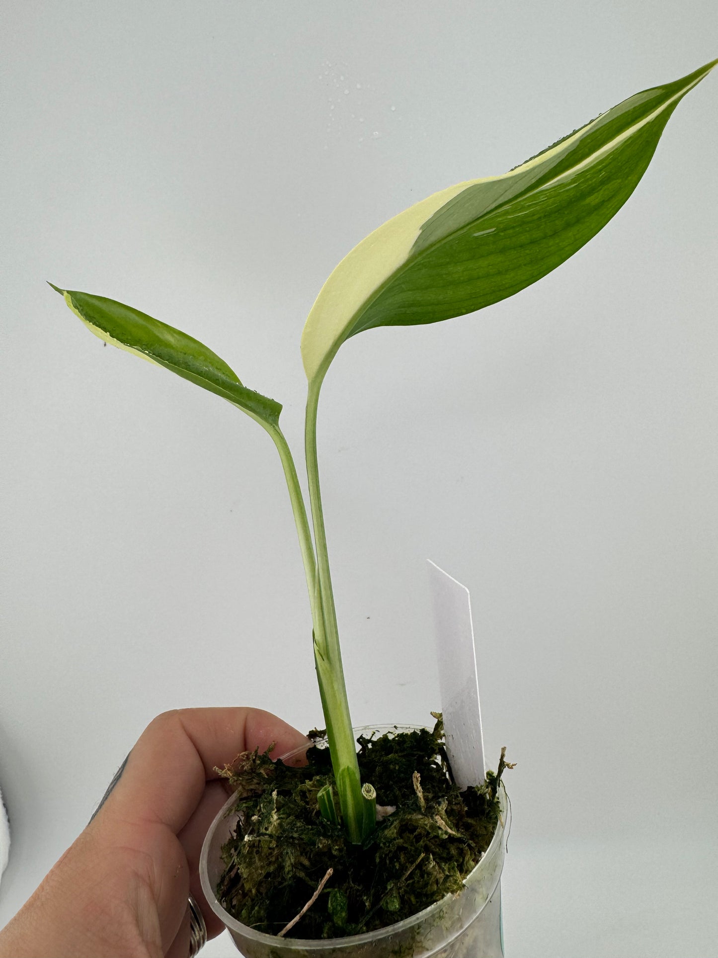 Scindapsus variegated Blue Albo #2