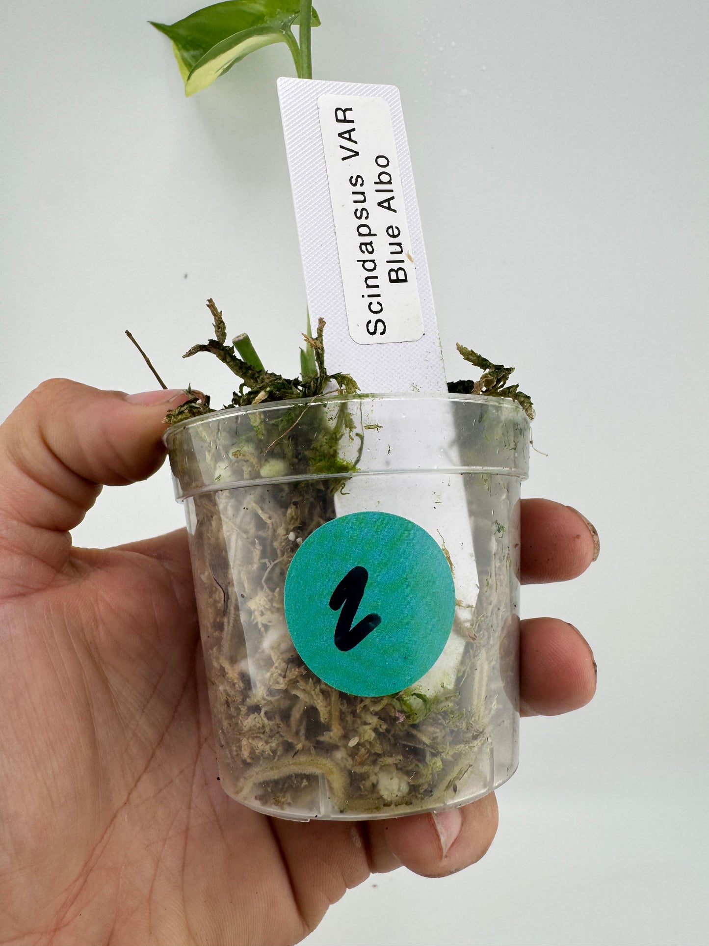 Scindapsus variegated Blue Albo #2