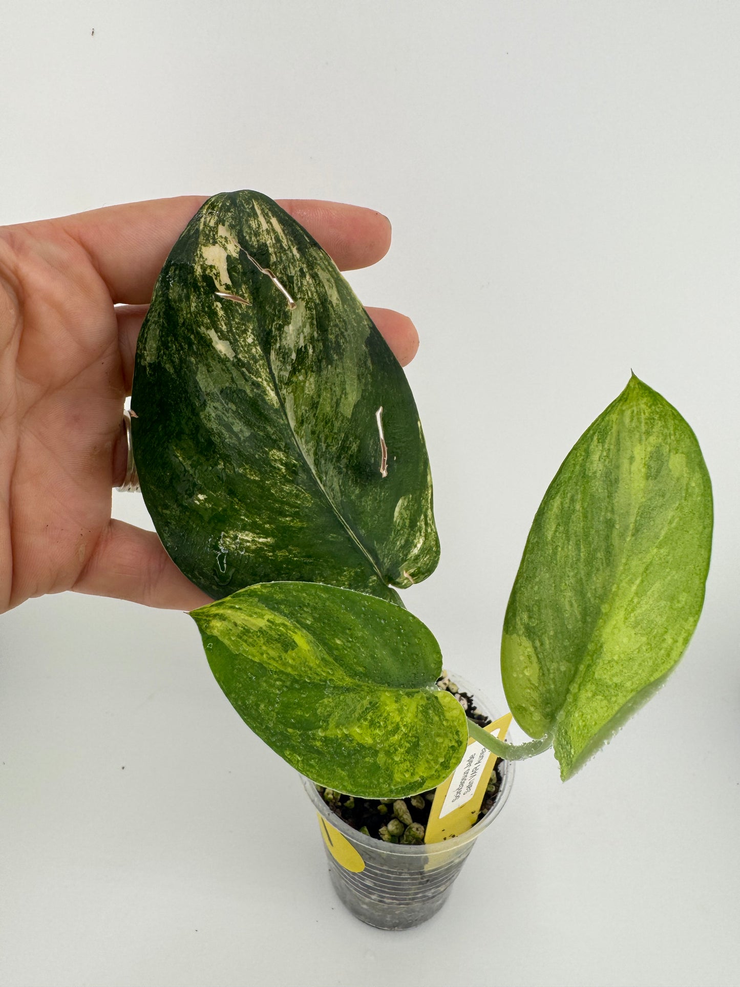 Scindapsus Jade Satin ‘Aurea’ variegated #1