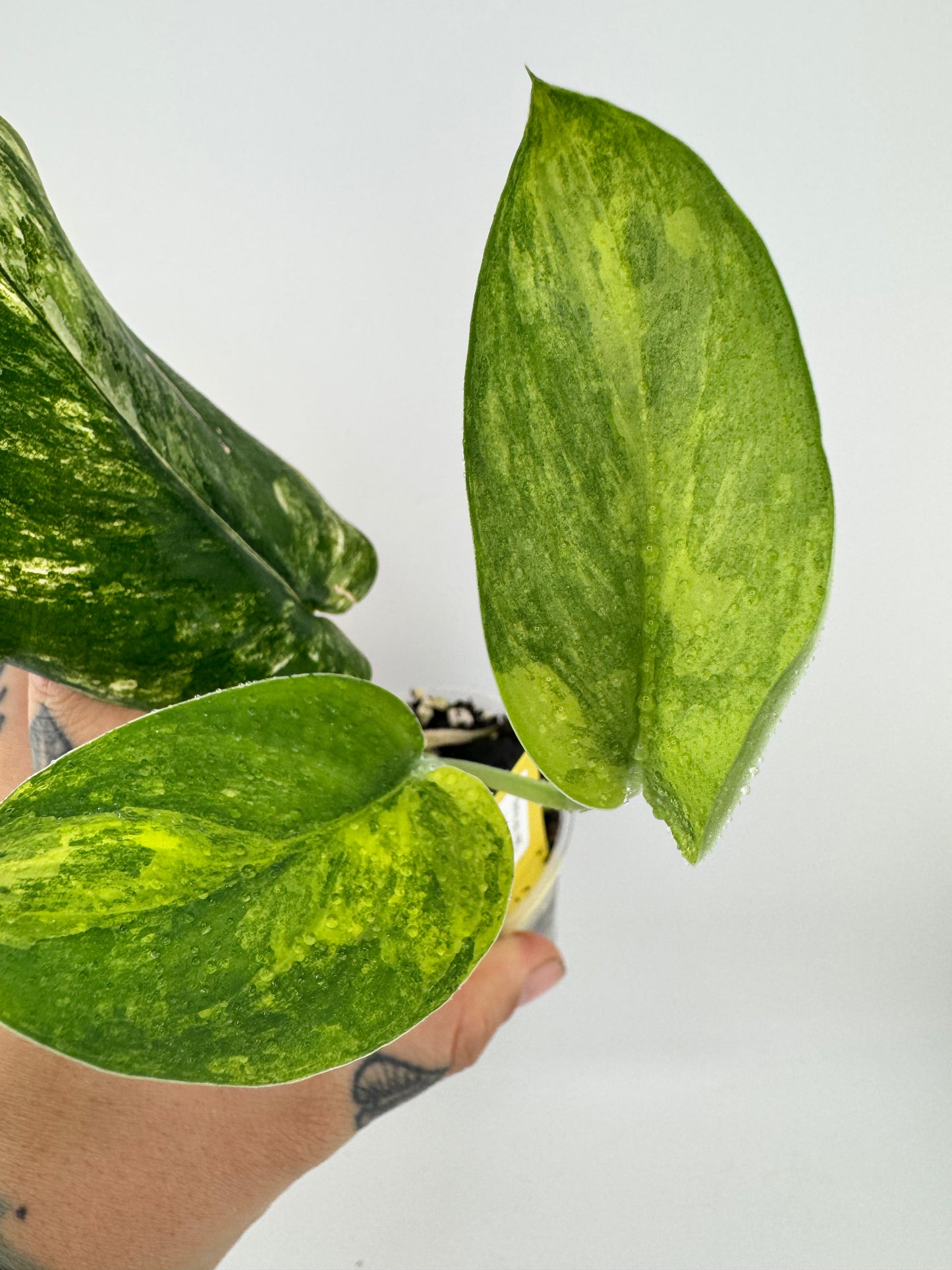 Scindapsus Jade Satin ‘Aurea’ variegated #1