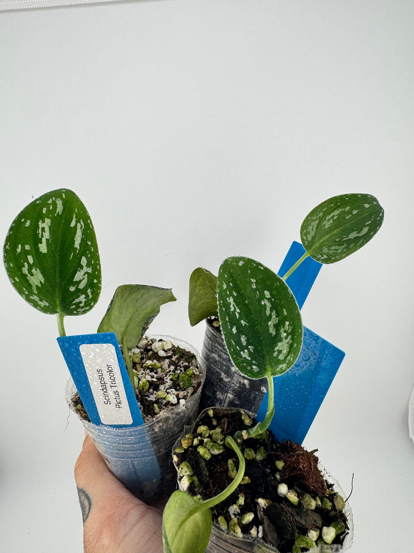 Scindapsus Pictus tricolor ‘Tattoo’